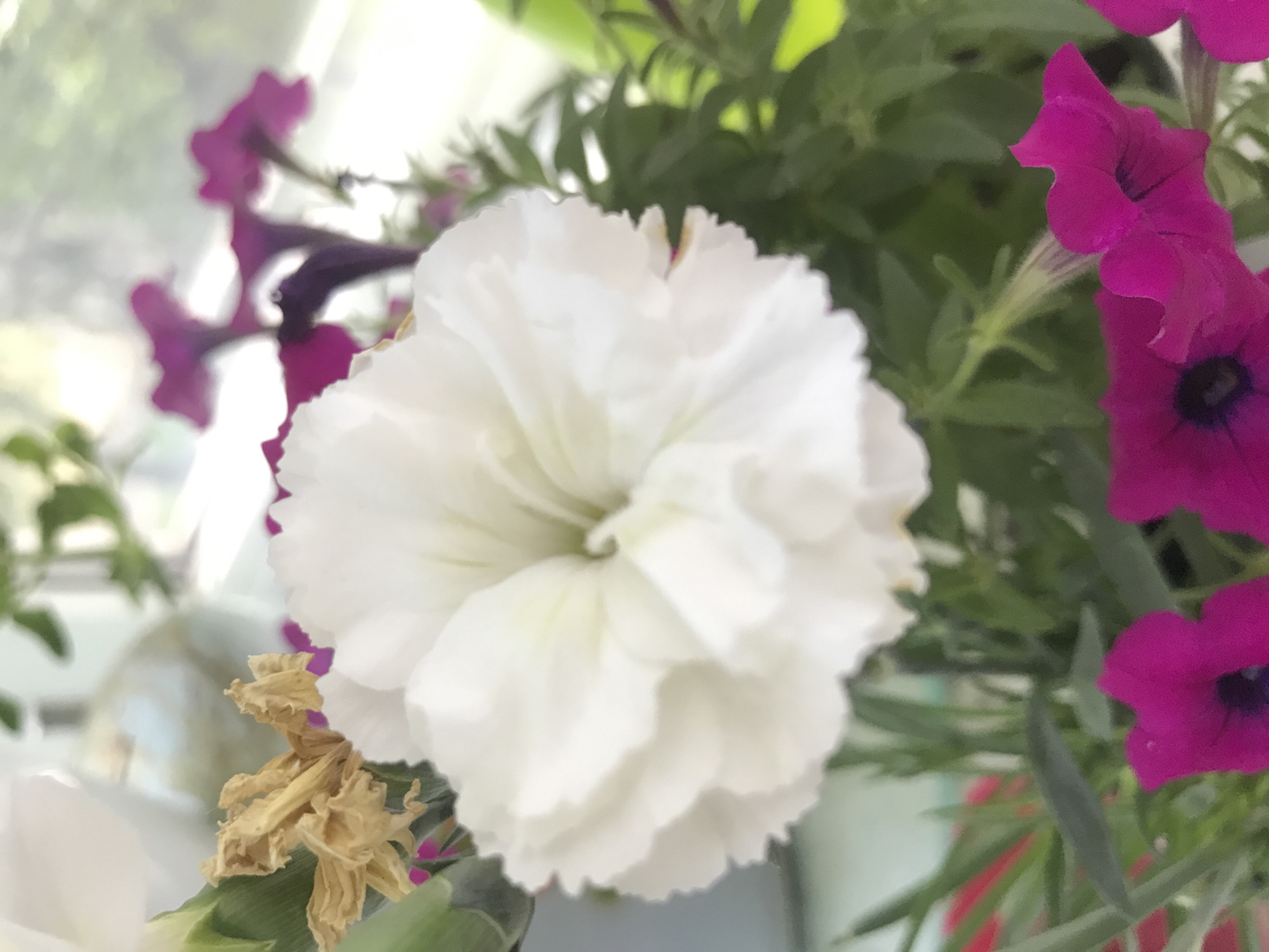 Flower photography captured in Kharkiv gardens Thursday morning