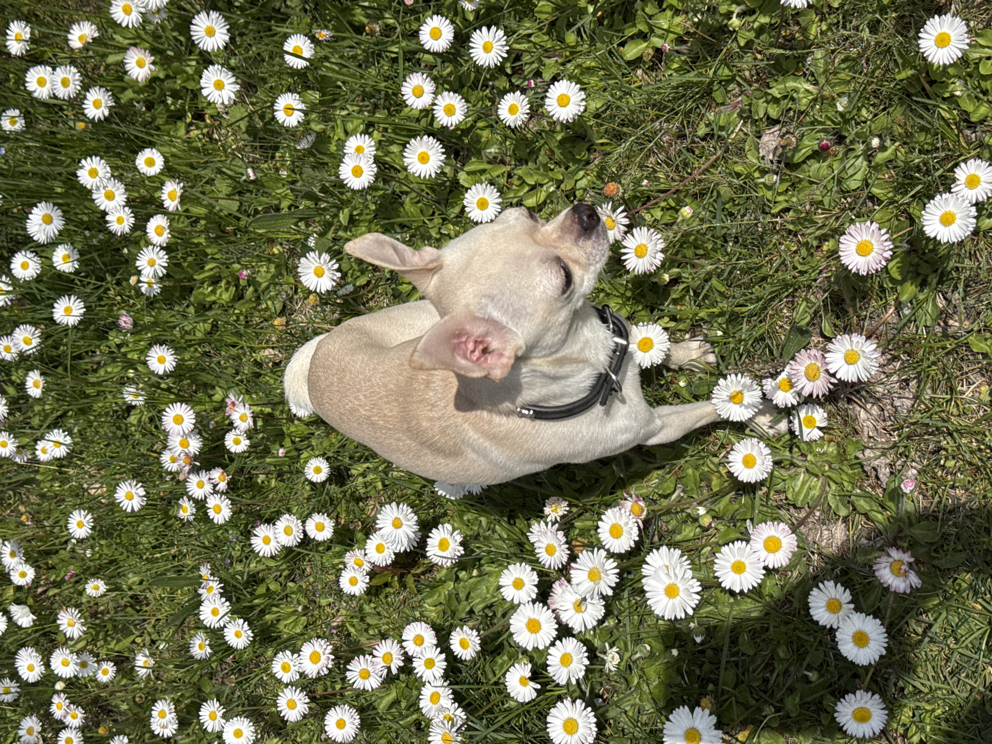 Chihuahua relaxes in daisy field near Bulgarian mountains