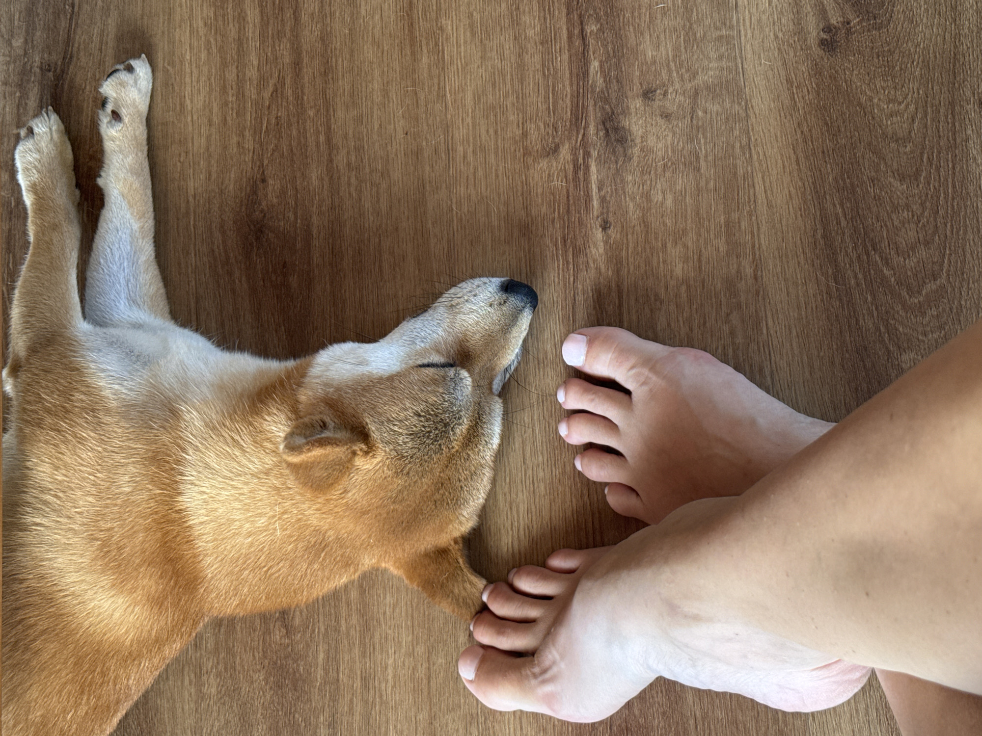 Shiba Inu chilling on the floor in Carnikava