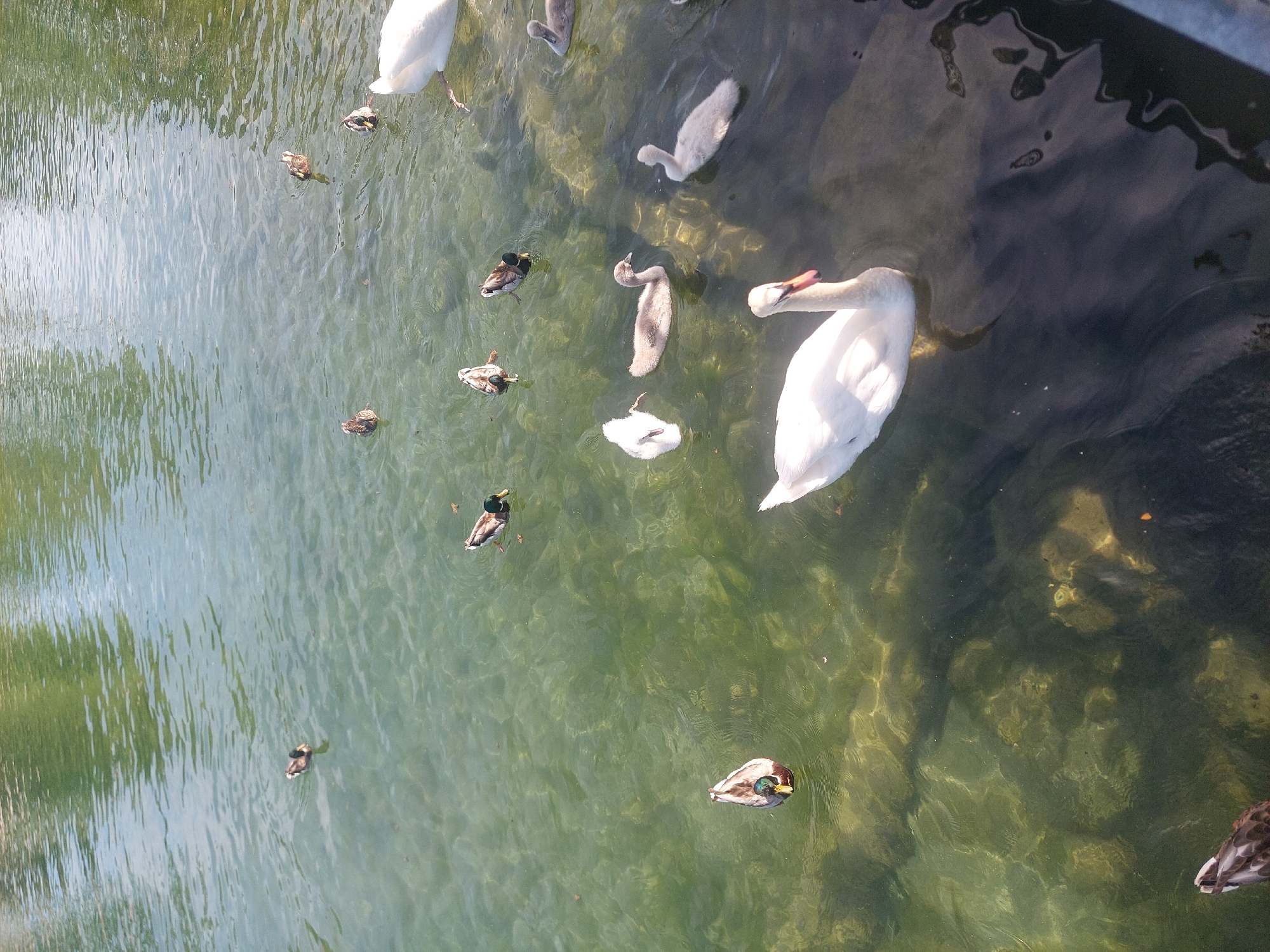 Swans and ducks on a clear shallow Toronto pond