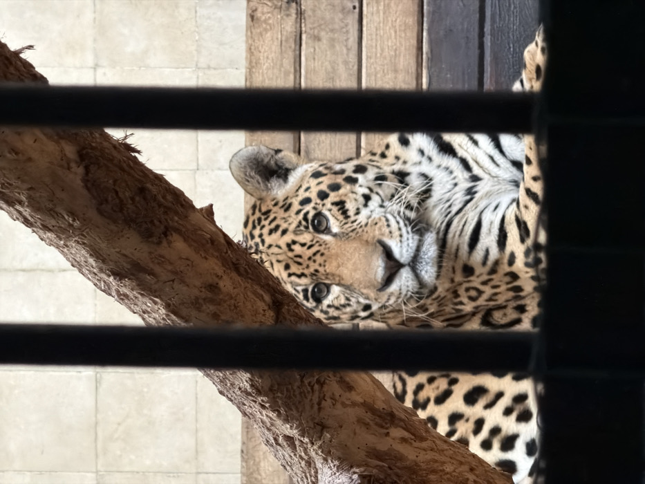 Jaguar rests in enclosure at Sofia Zoo, Bulgaria