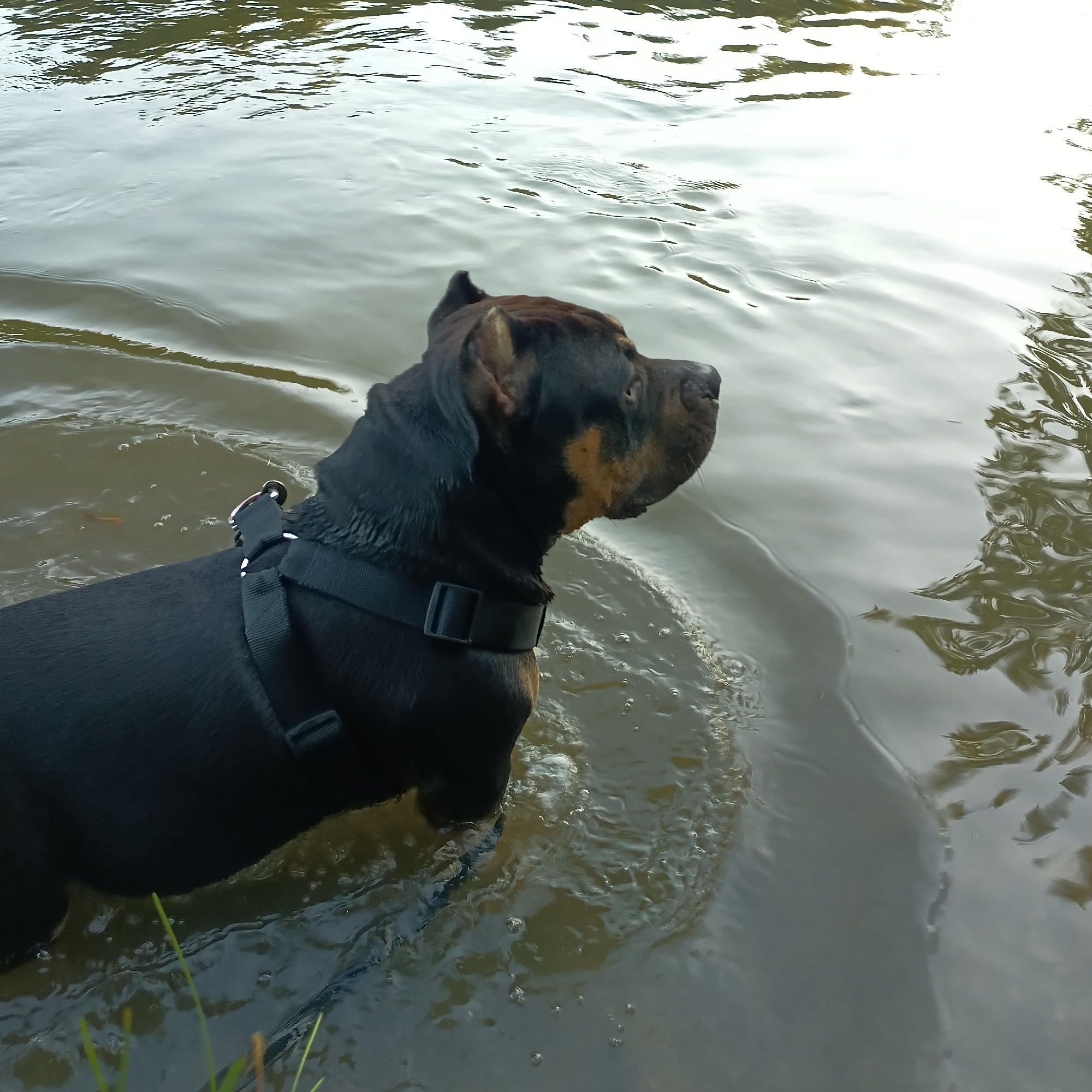 Bully breed dog takes a swim at a Cheb waterfront