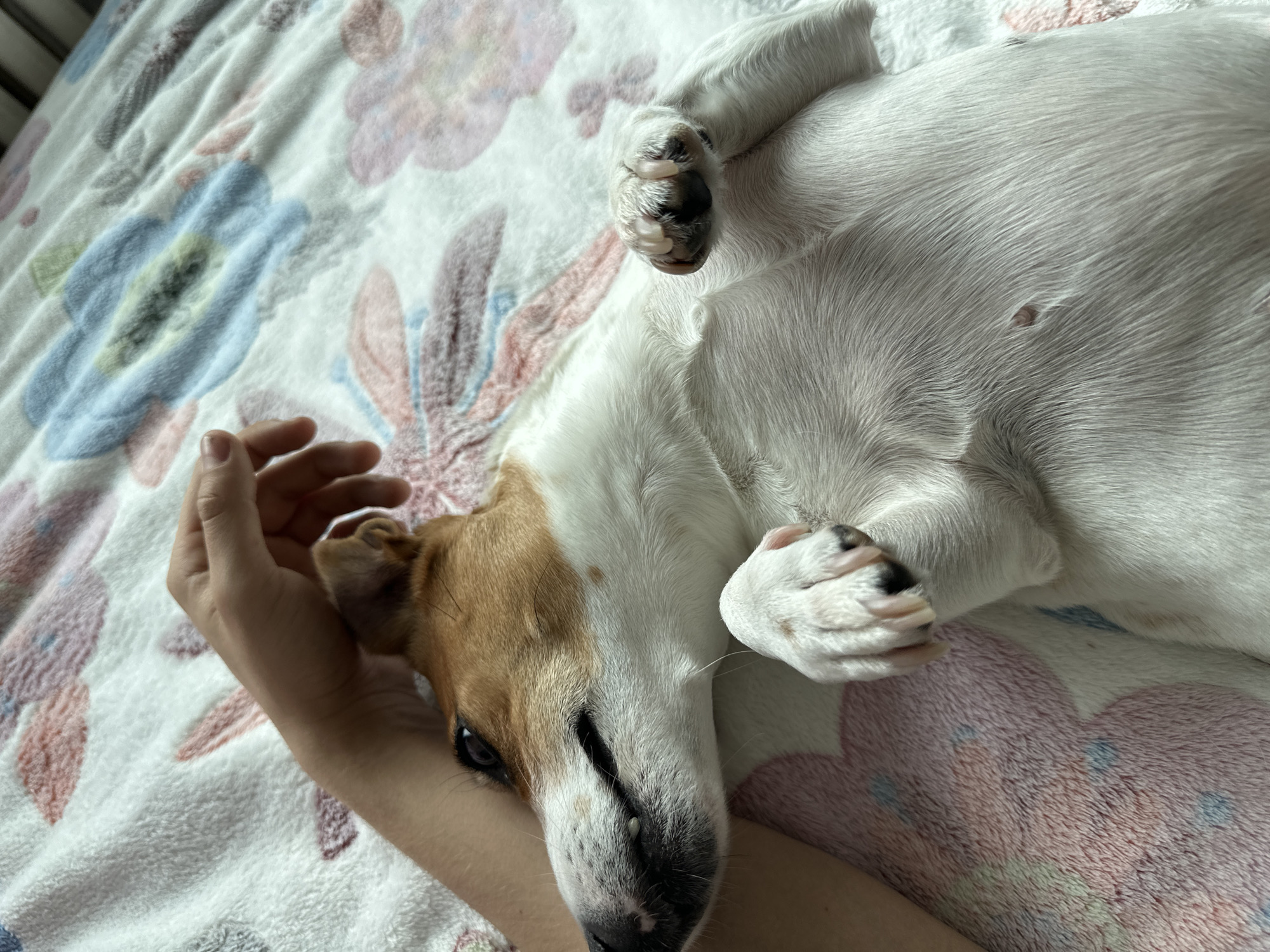 Jack Russell Terrier relaxes on bed in Targovishte