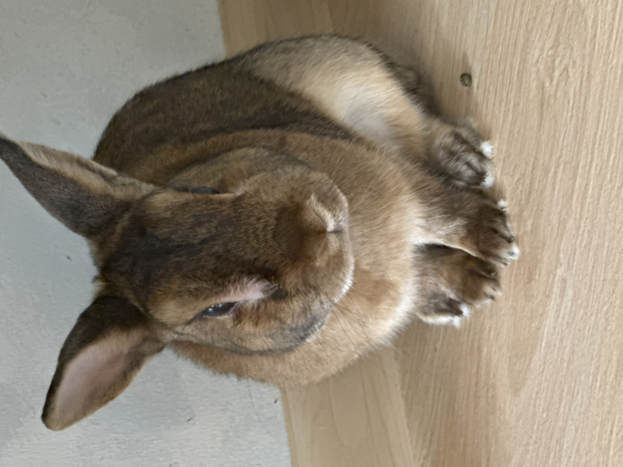 Pet rabbit daily life in Solikamsk home setup