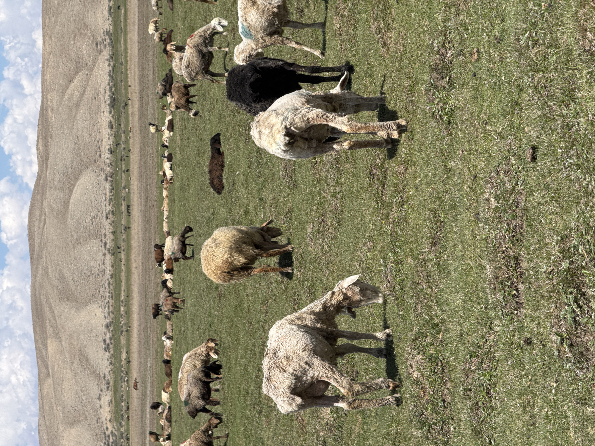 Sheep flock grazes in Kyrgyzstan pastoral scene