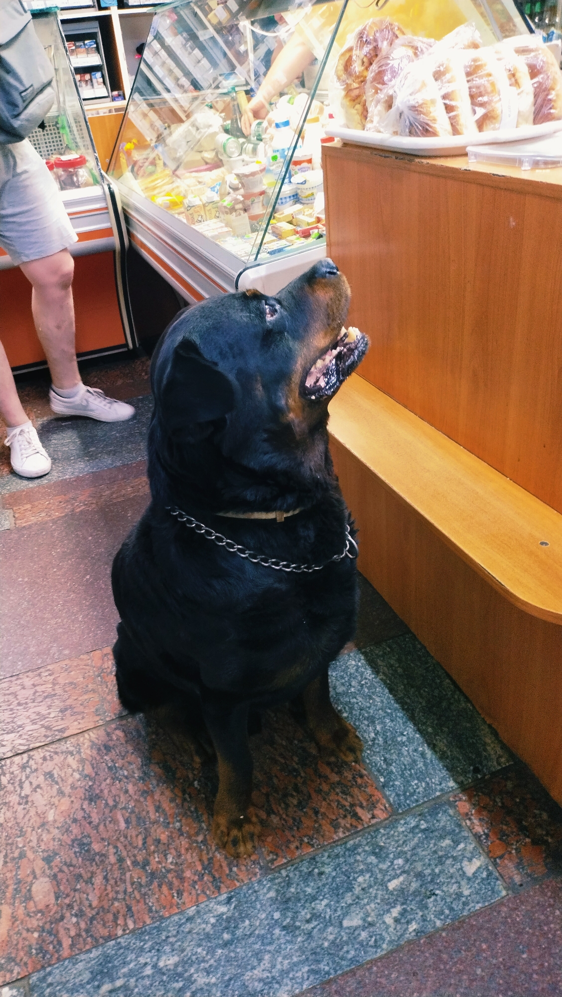 Rottweiler hangs out inside and outside a Horishni Plavni shop