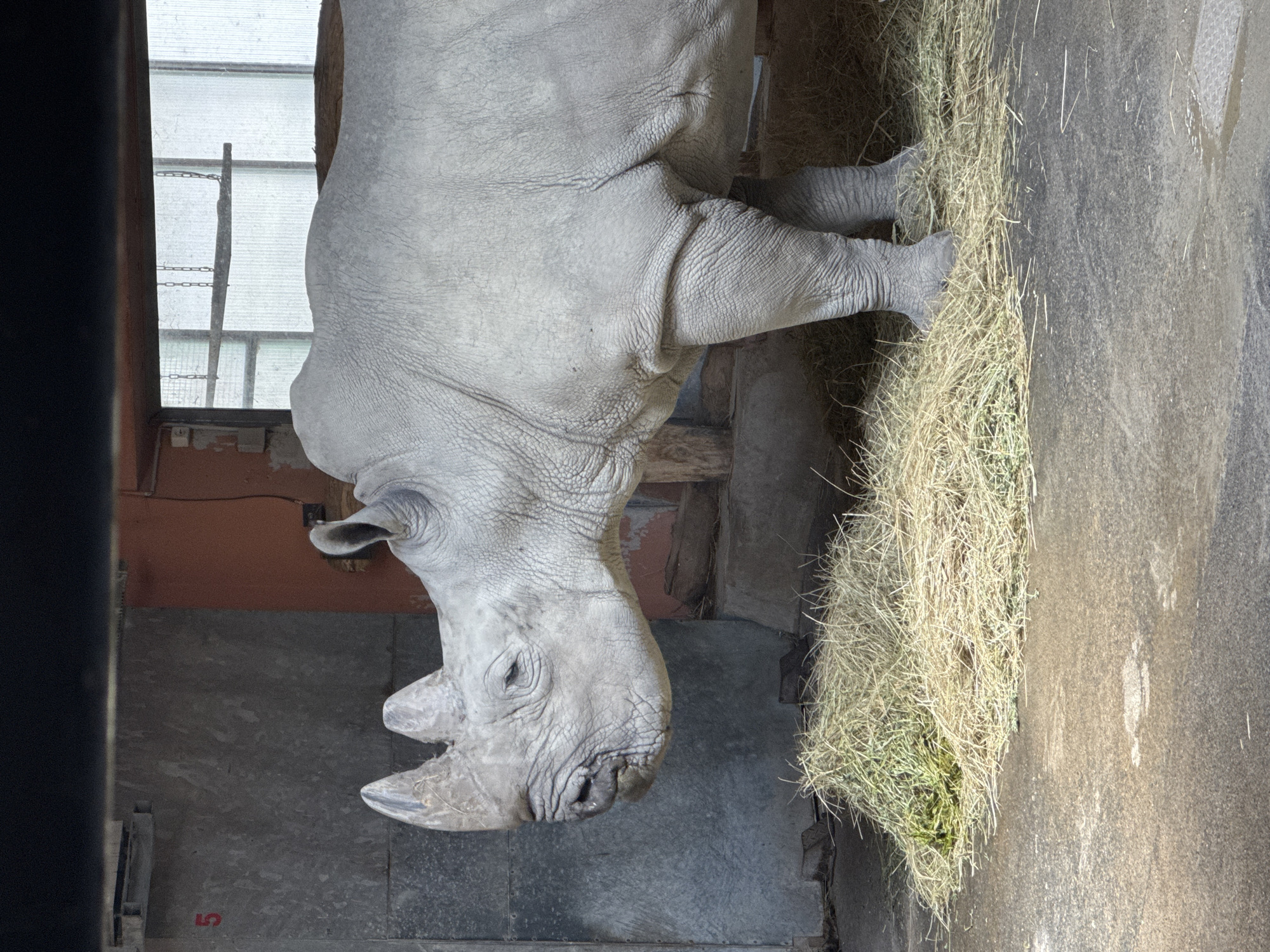 Morning tour through Budapest Zoo's diverse animal enclosures