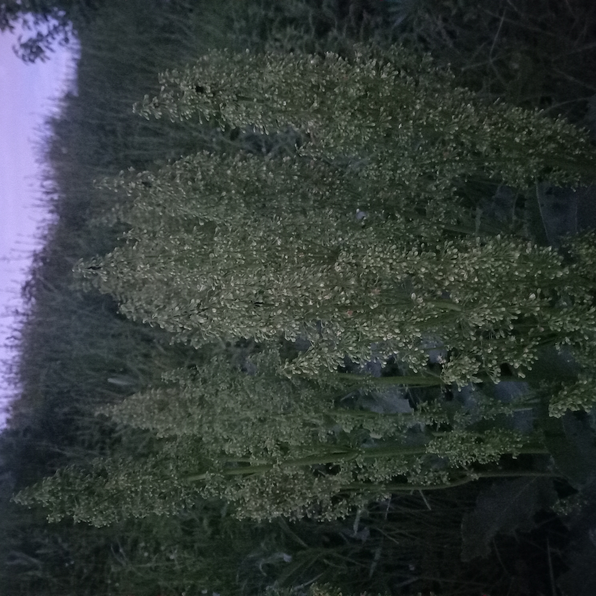 Evening park walk documented in Moscow during dramatic dusk