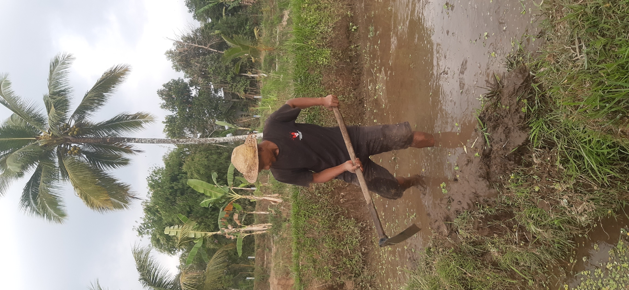 Rice paddy work and canal activity in rural Sepakek, Indonesia