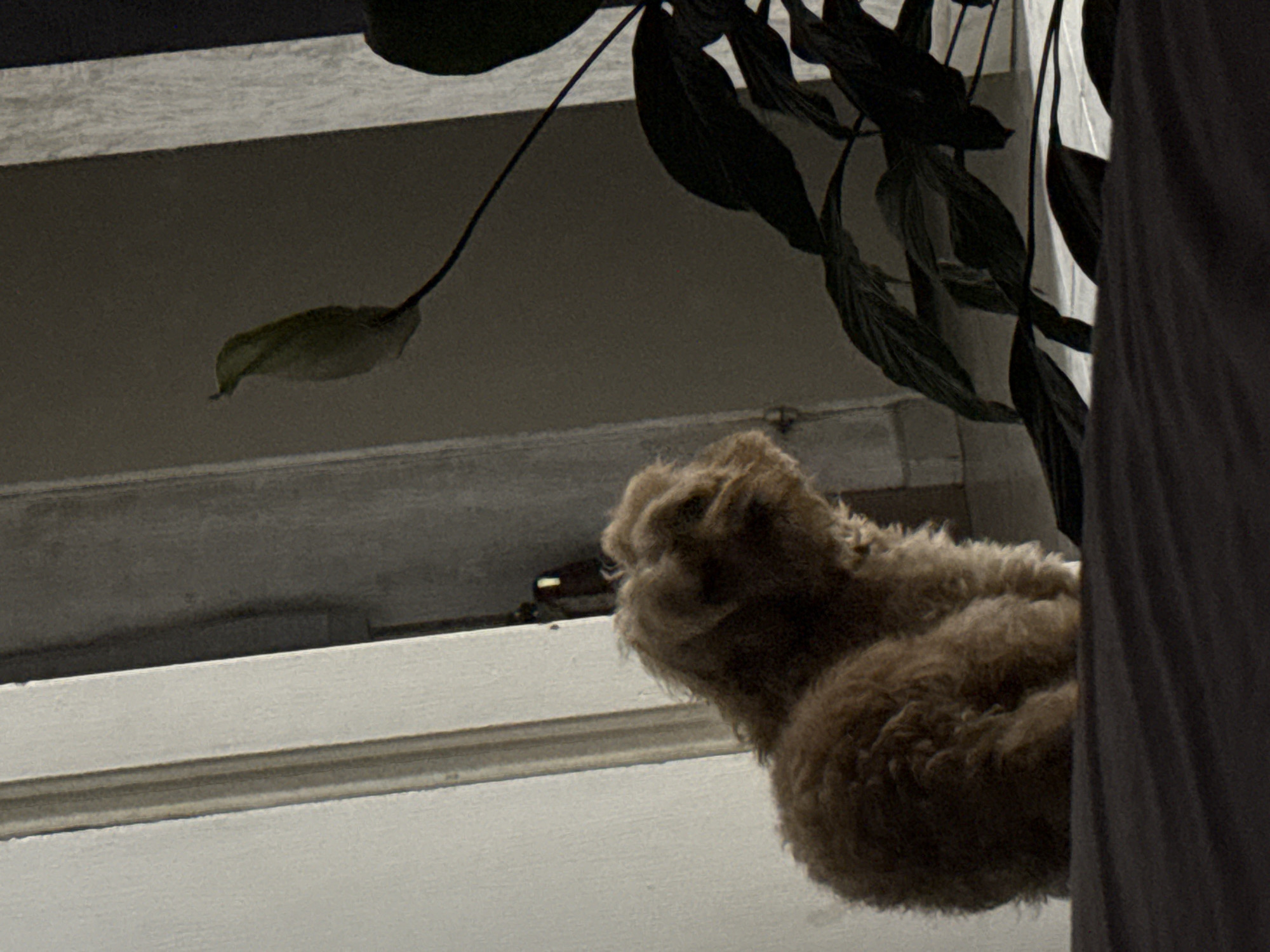 Evening bedroom routine documented with dog in Sofia apartment