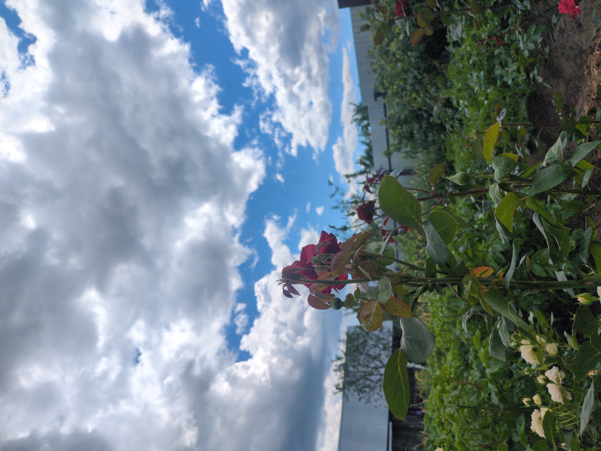 Roses, currants, and mole crickets in a Kulebaki garden
