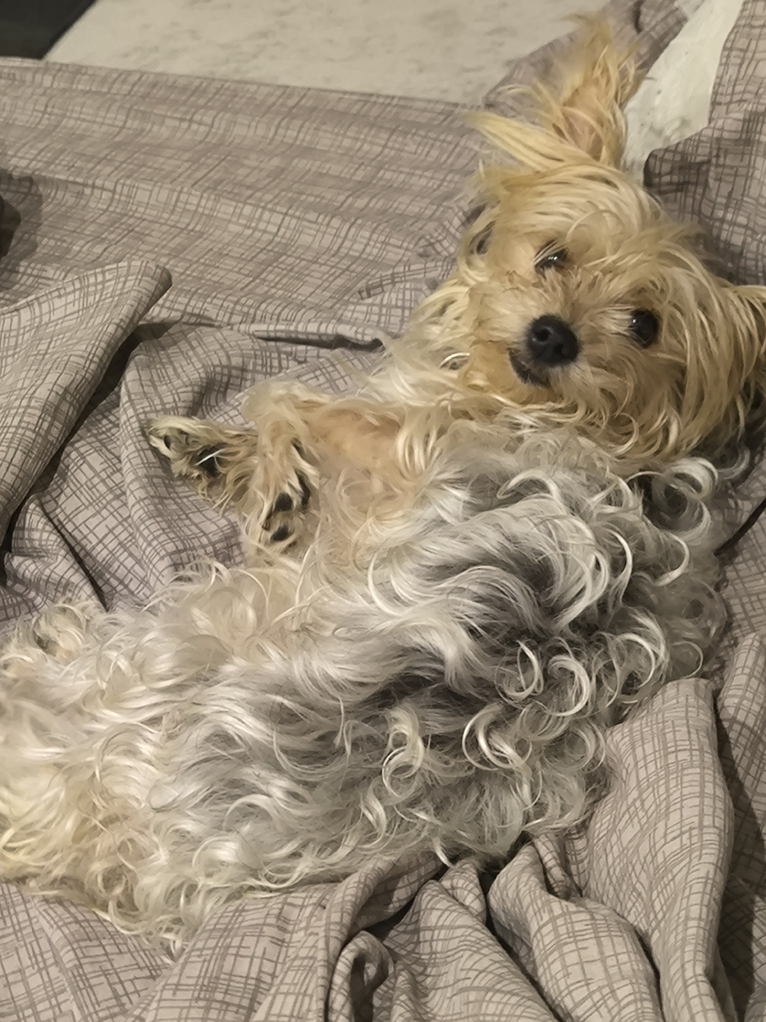 Cozy night in with sleepy dogs, Tyumen apartment views