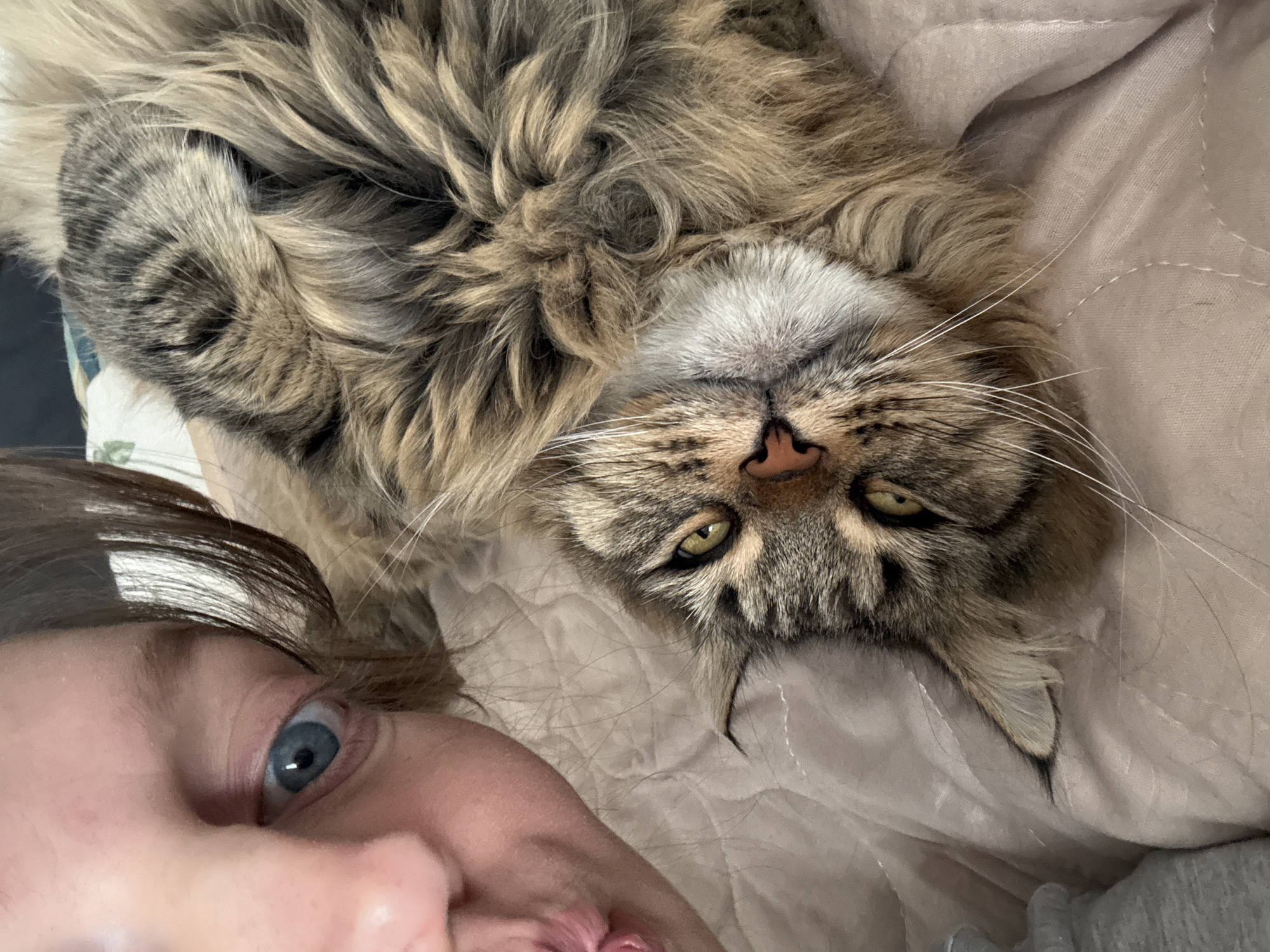 Morning moments: pets and snowy streets in Izhevsk