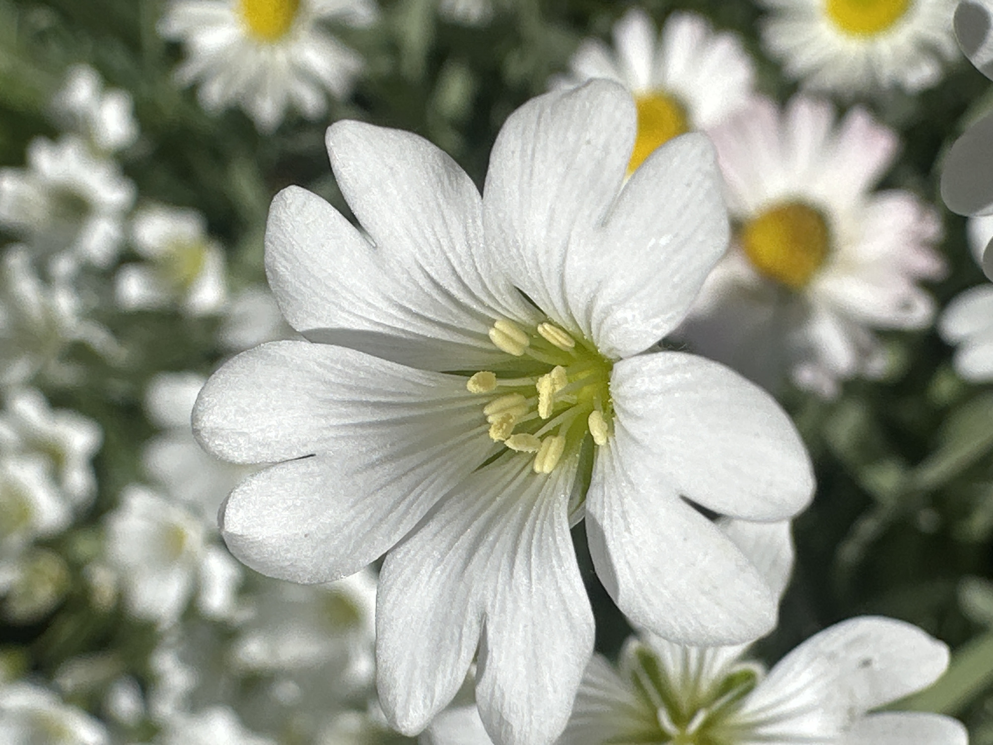 Spring wildflowers bloom in Russian field captured by witness