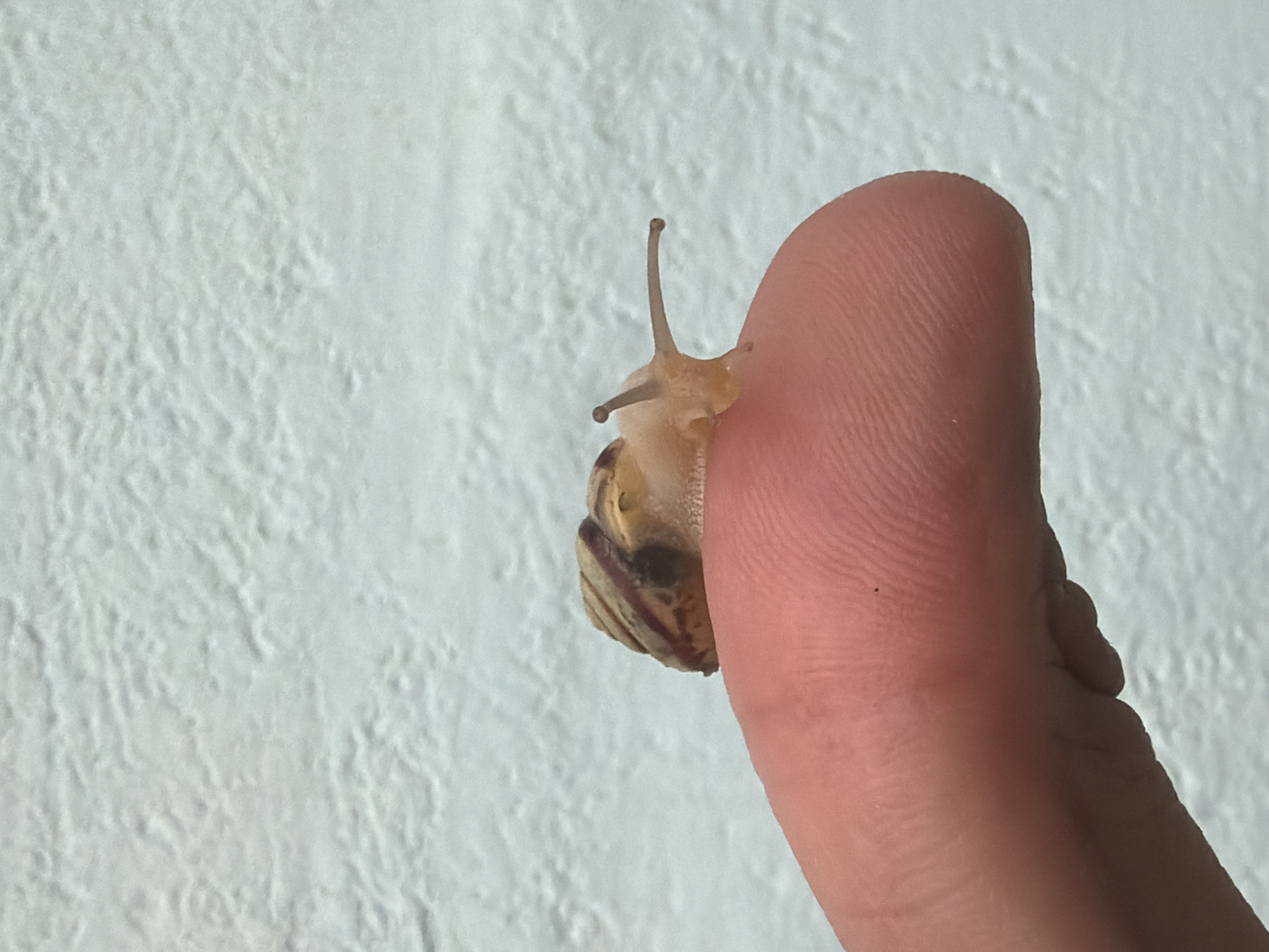 Garden snails handled and photographed in Chaikovsky, Russia
