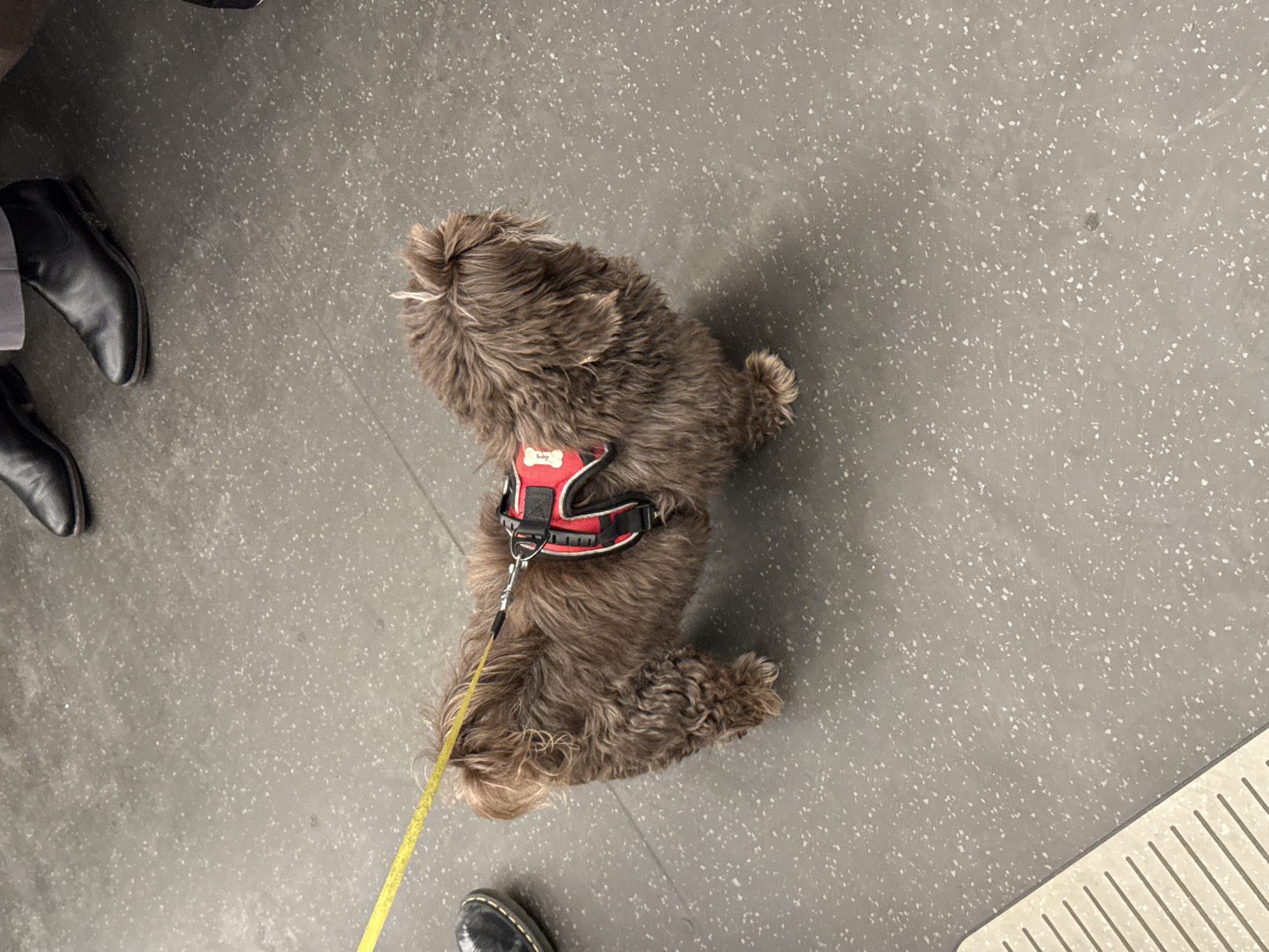 Dog on leash spotted in central London