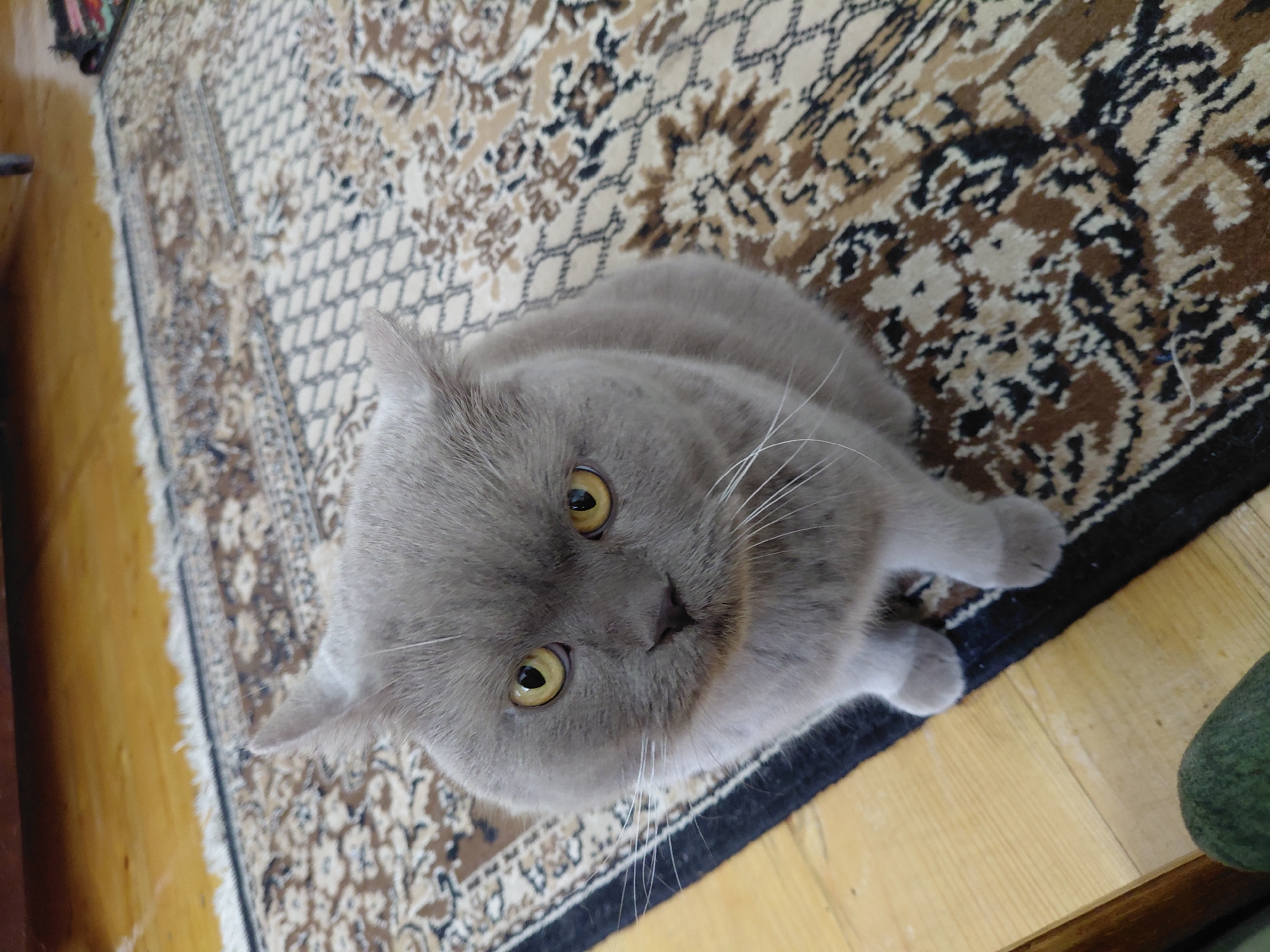 Lazy summer morning: cat, wildflowers, and outdoor play in rural Ukraine