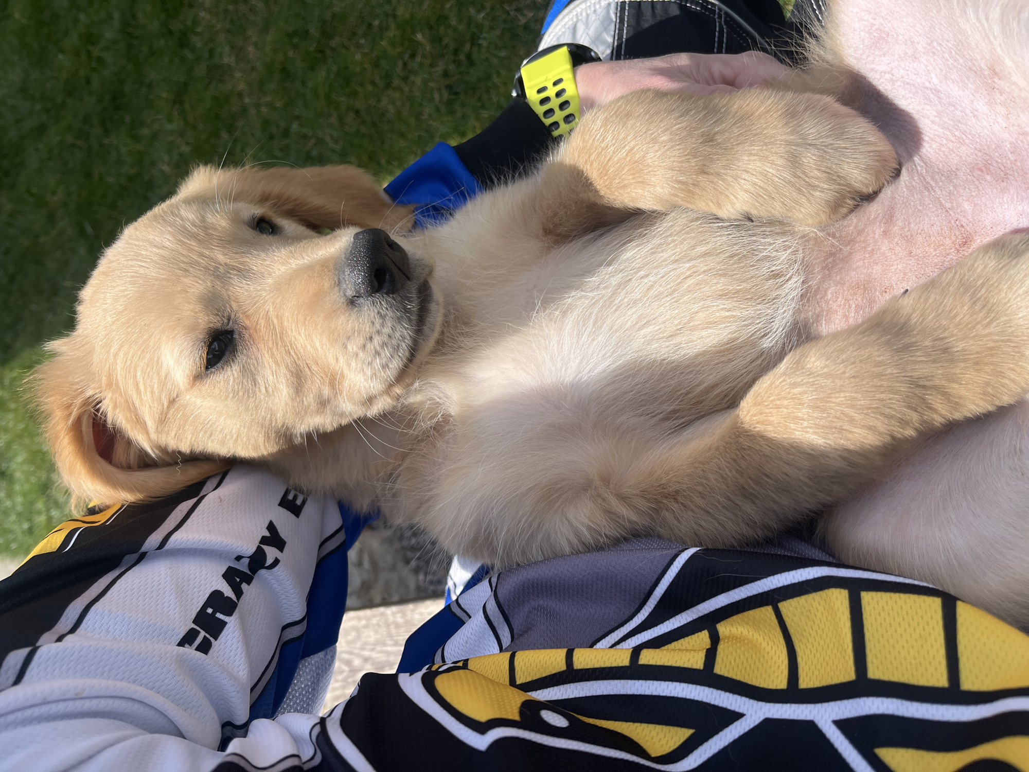 Person poses with golden retriever puppy in Kostinbrod