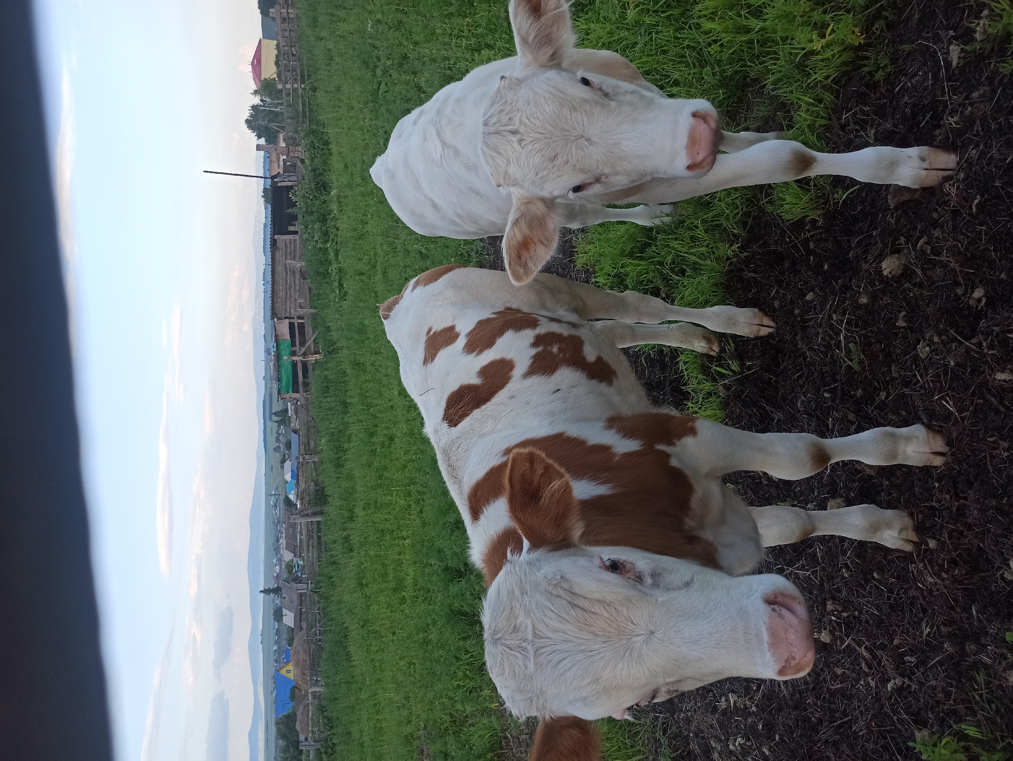 Young cattle and open pasture in a Russian village