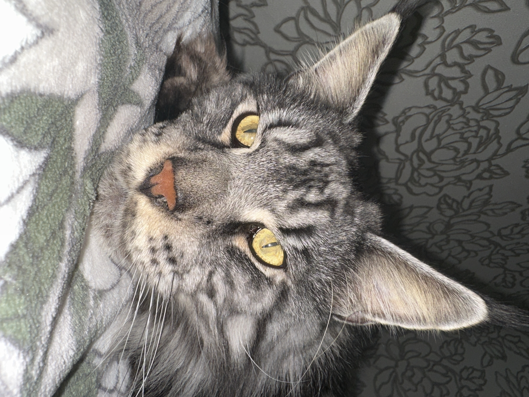 Maine Coon cat and baby photographed in Chaikovsky home