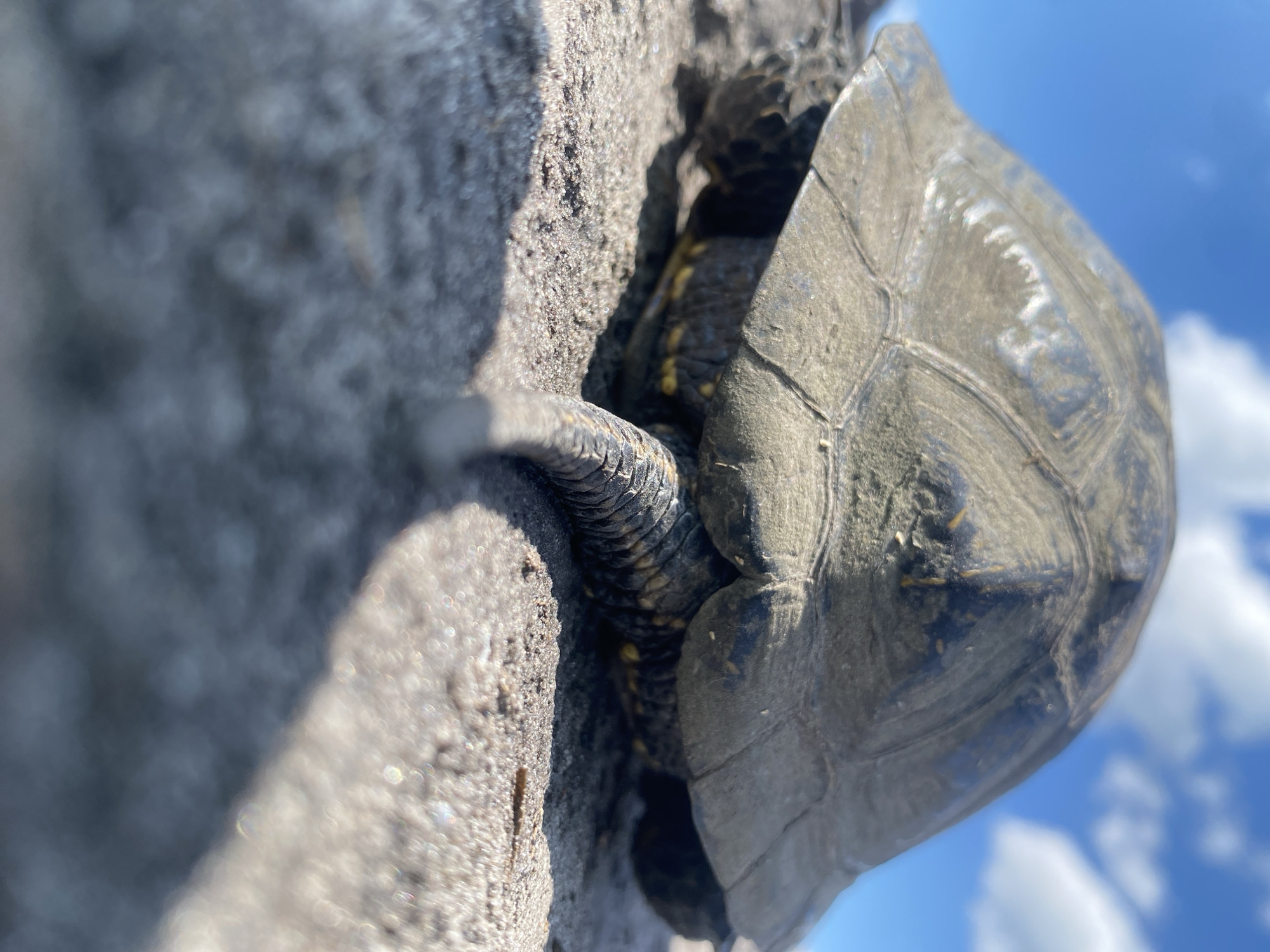 European pond turtles found in Ukrainian agricultural fields