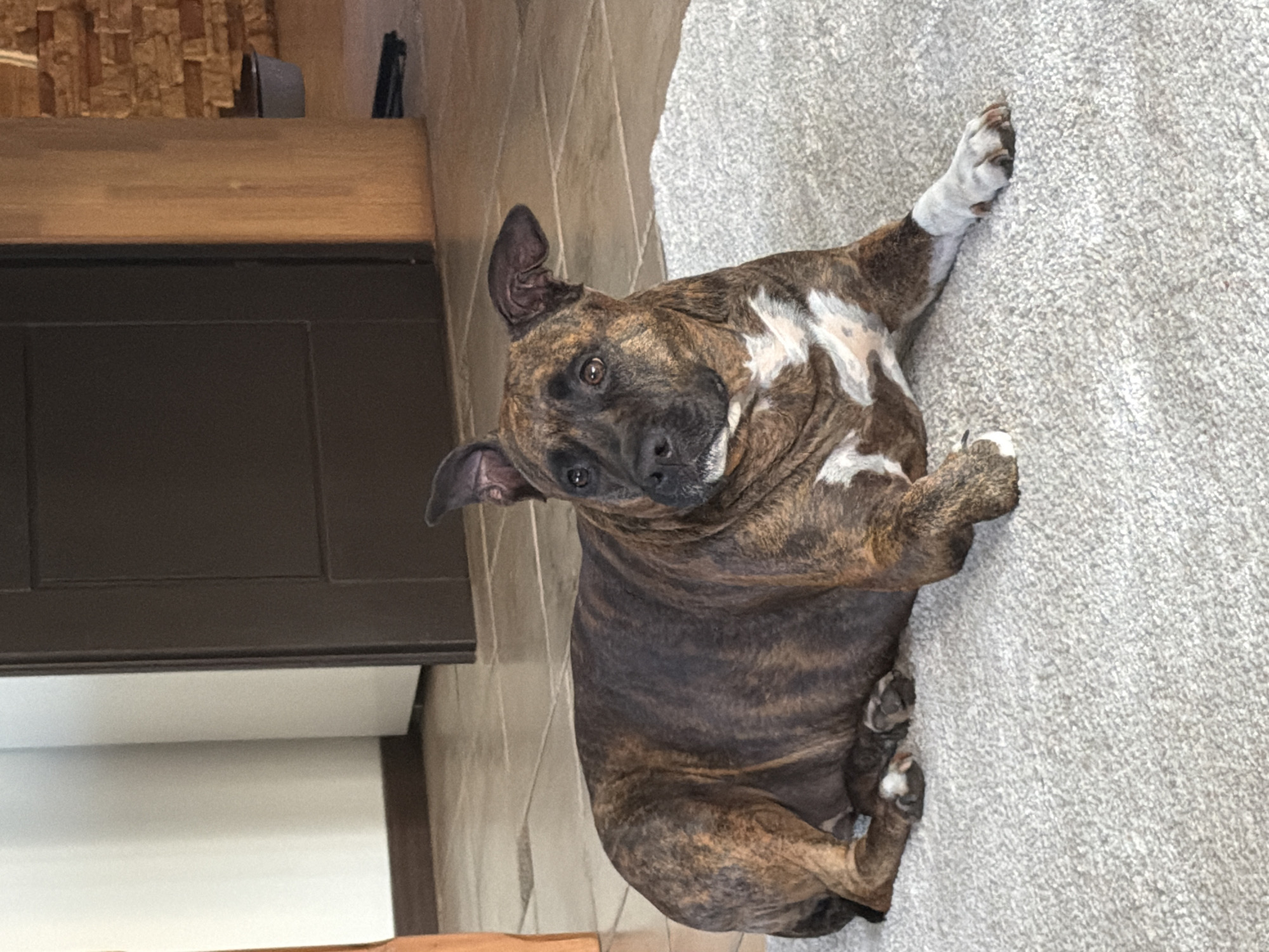 French bulldog chills on a rug in a Latvian home