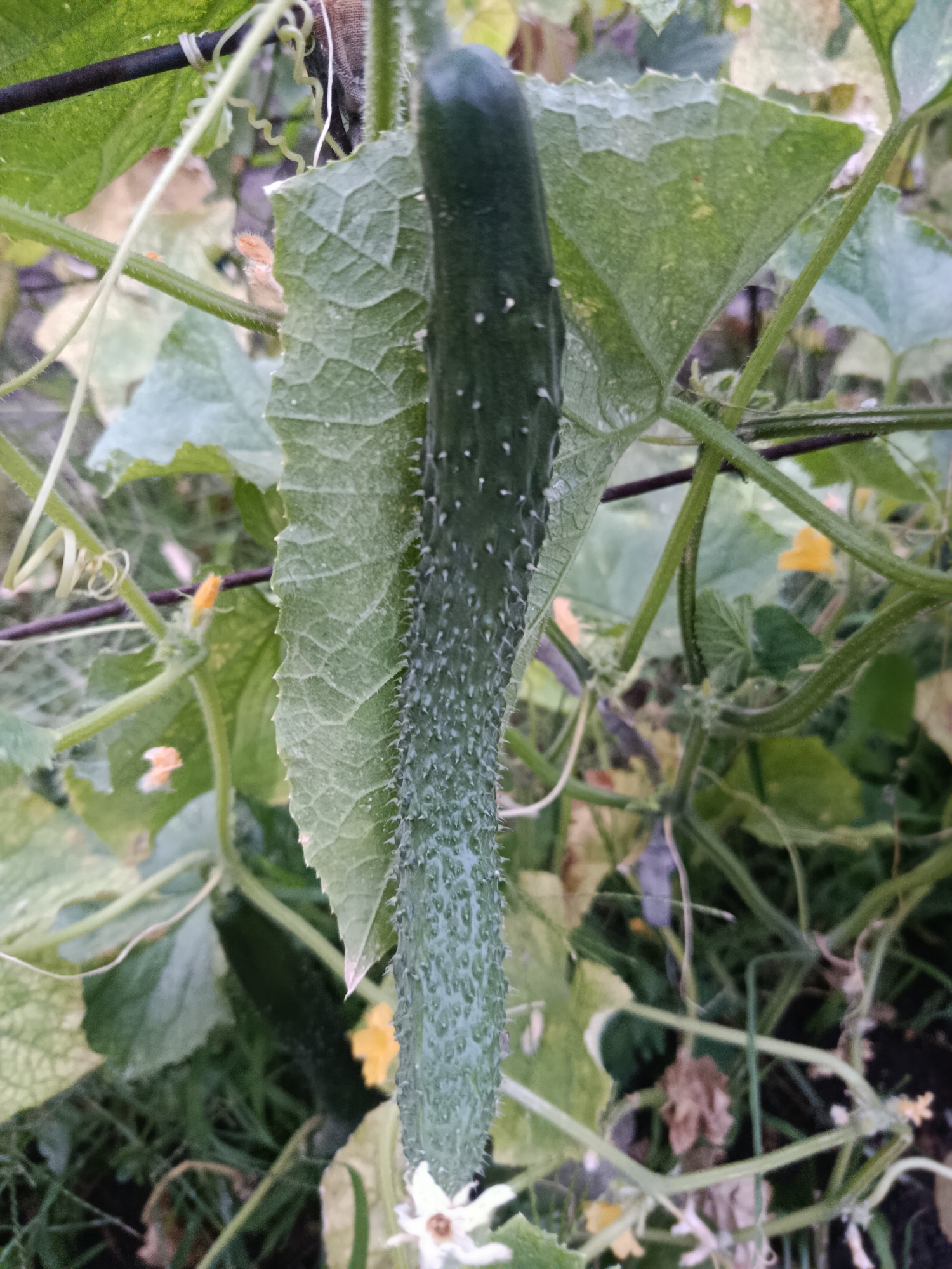 Cucumber vine and blooming rose, close up in the garden