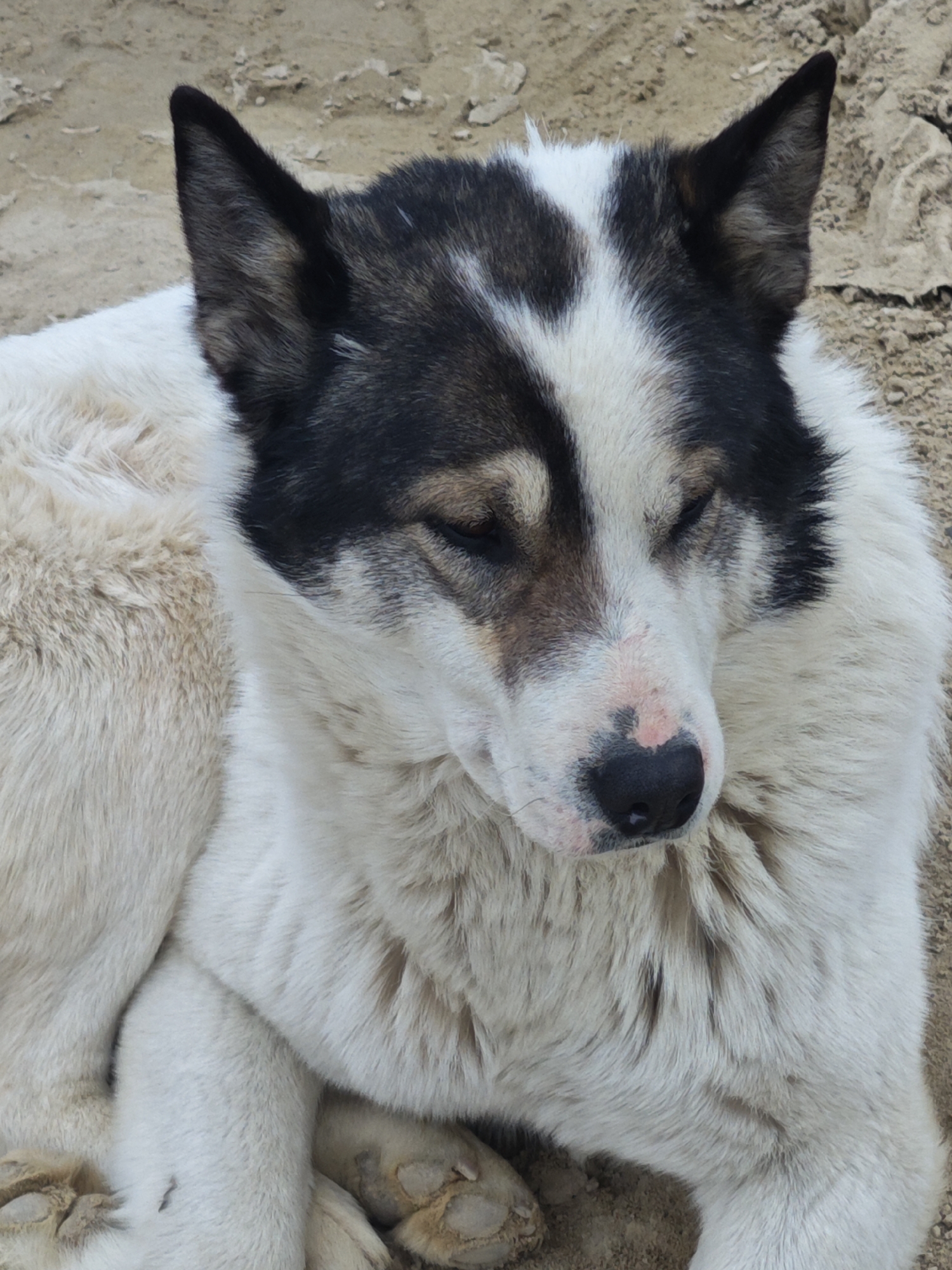 Dog sleeps peacefully on sandy surface in Russia