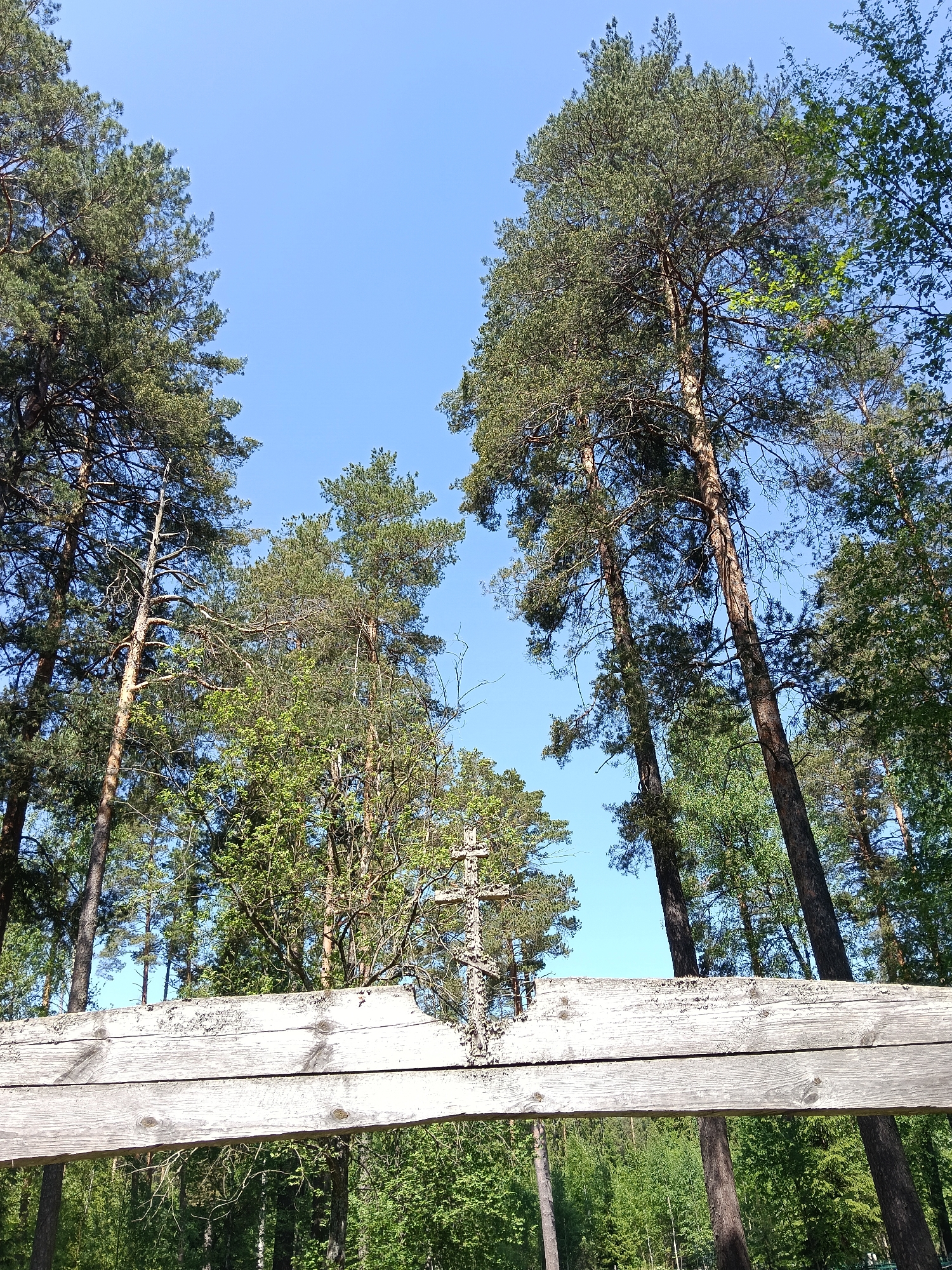 Forest walk documented in Красный Маяк, Russia
