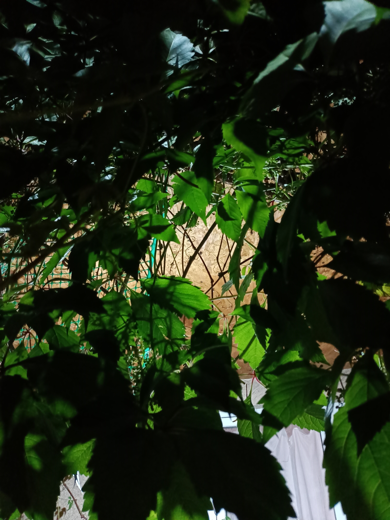 Evening garden documentation captures residential outdoor space in Almaty