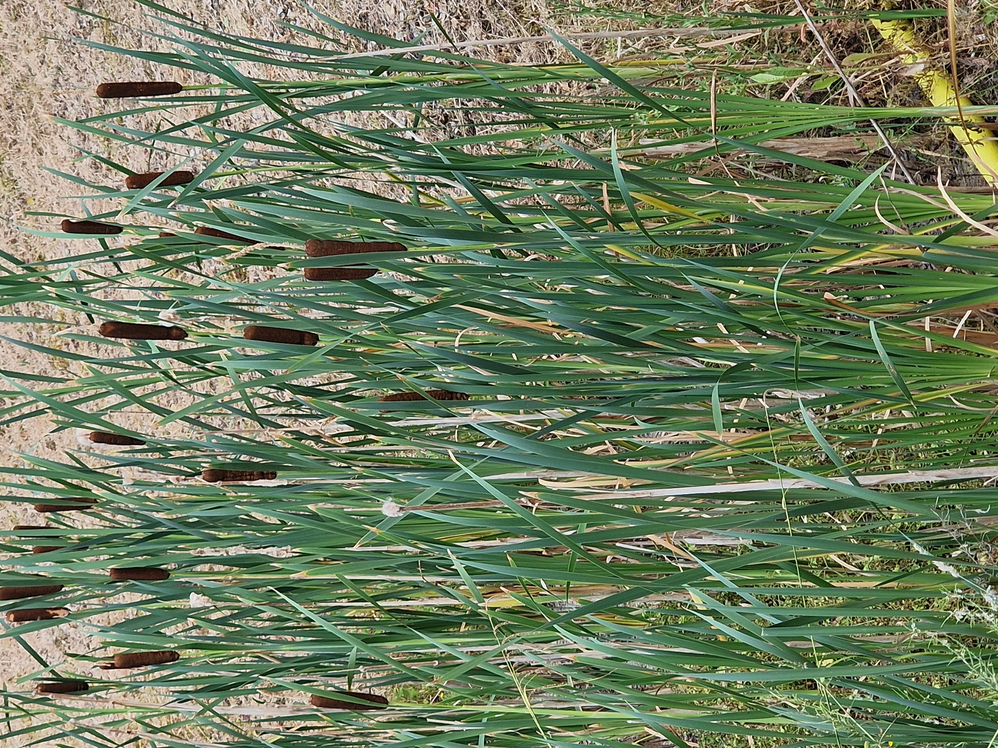 Close-up botanicals along a wild waterside margin in Canterbury