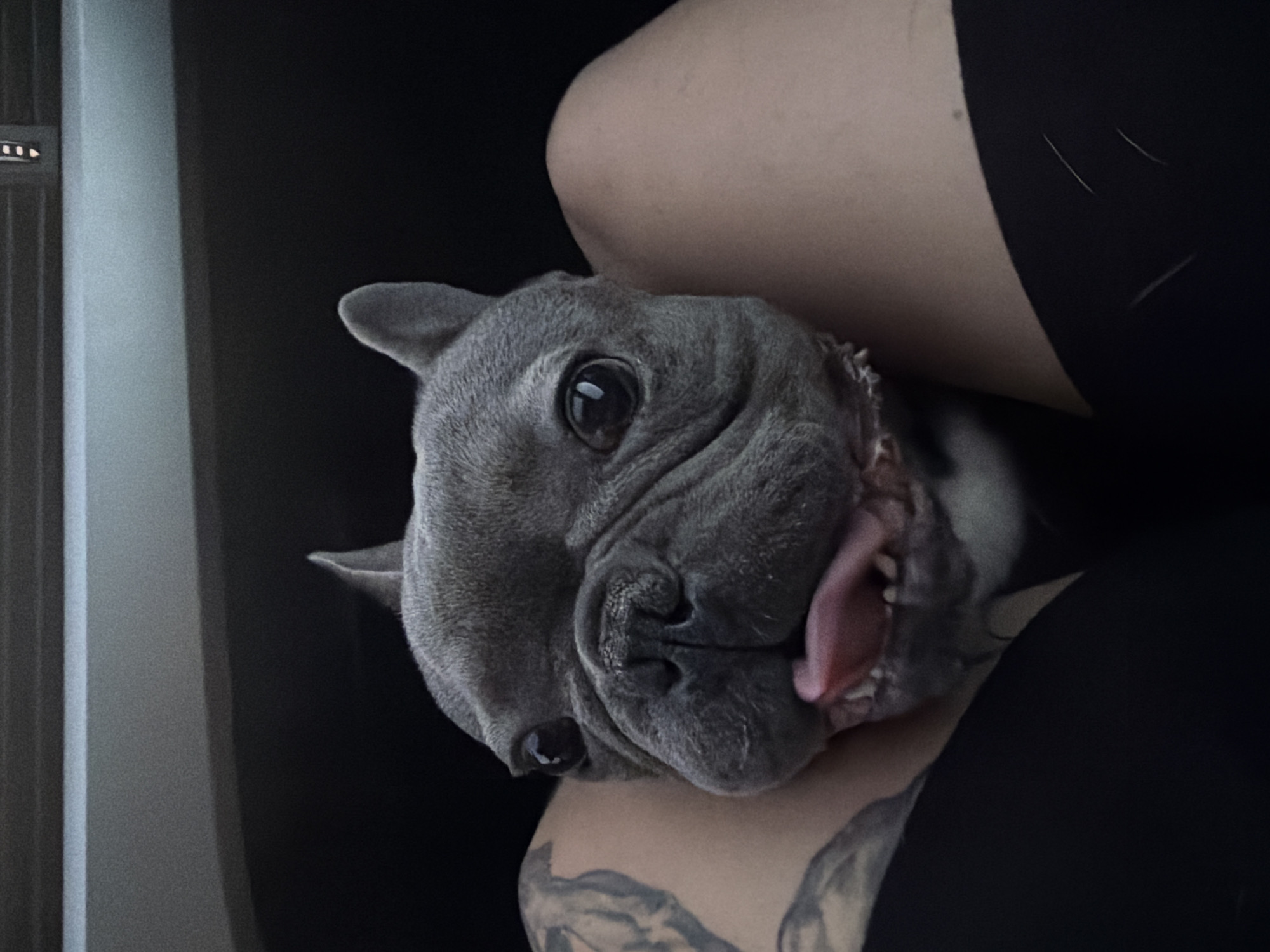 French Bulldog captured during evening drive through Bulgarian countryside