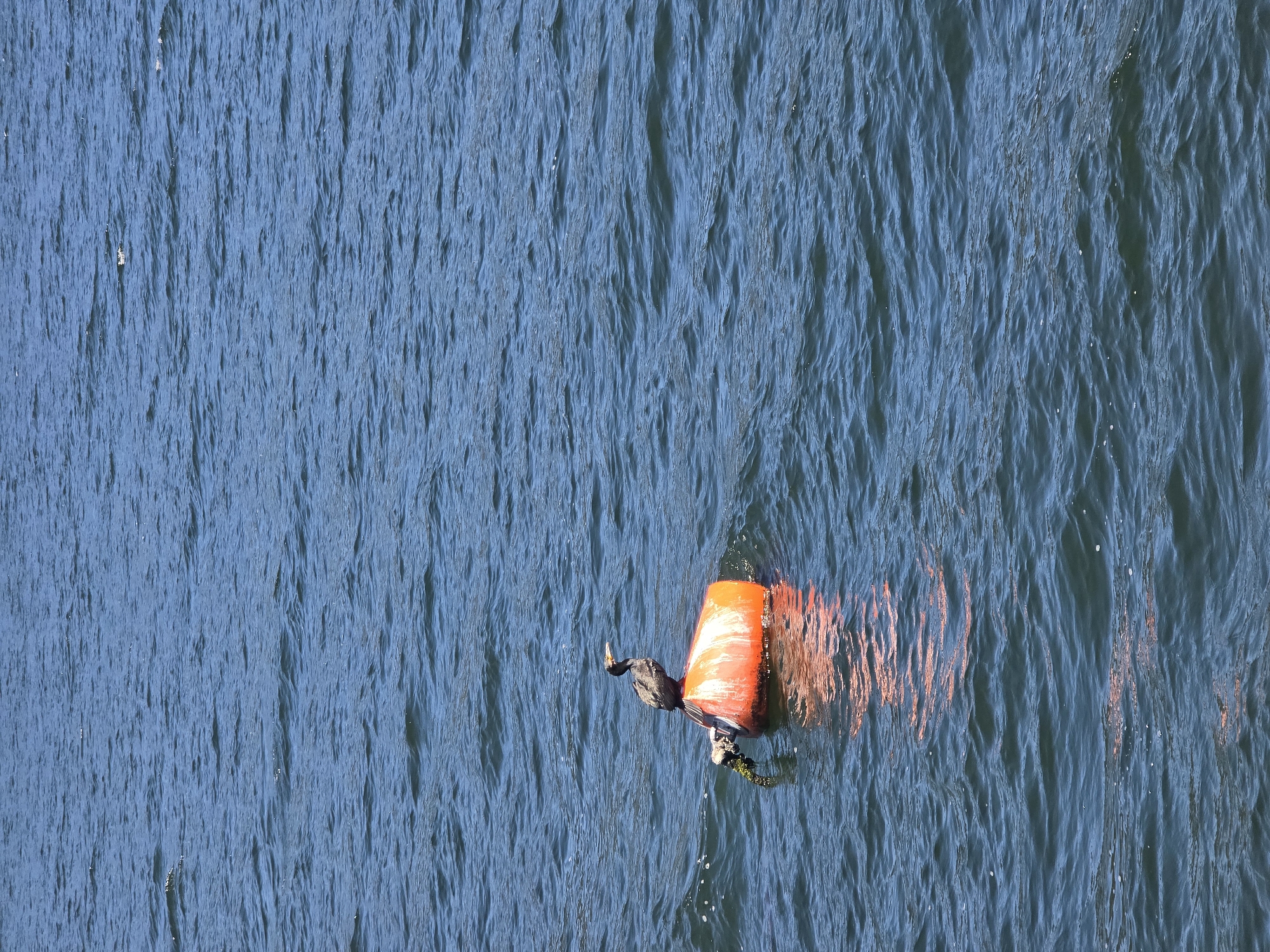 Quiet morning on the water, ferry docked, cormorant on a buoy