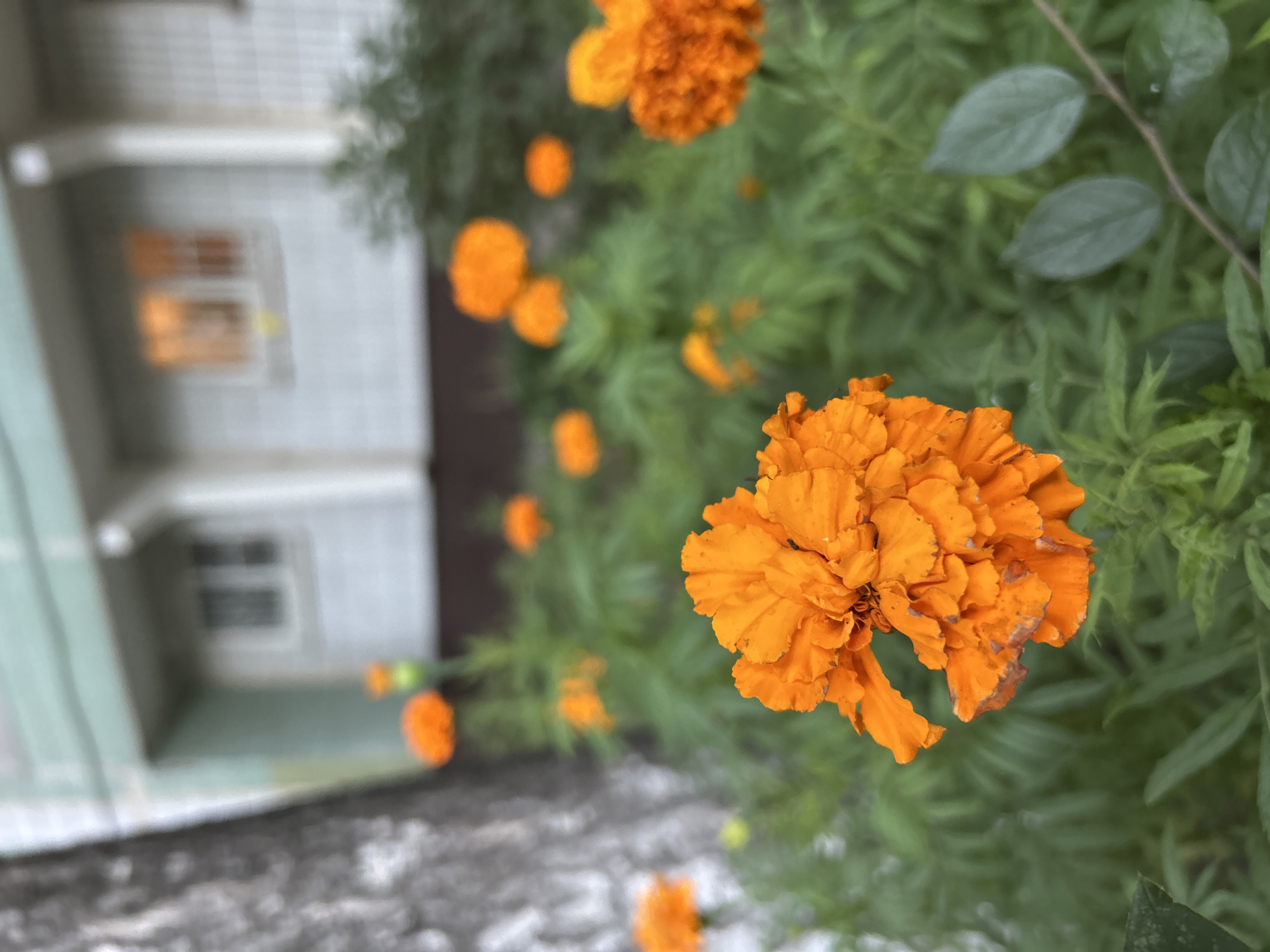 A Moscow neighborhood on a summer afternoon