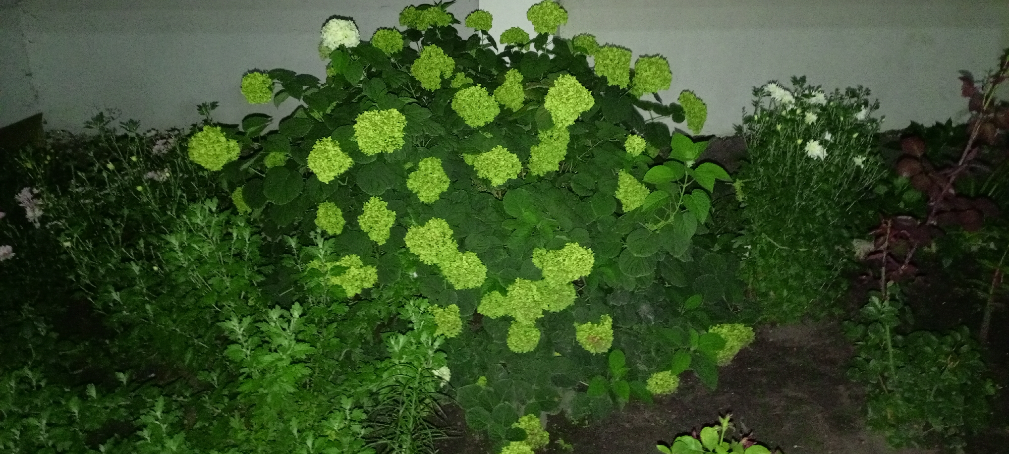 Evening garden flowers in full bloom, Kirsanov
