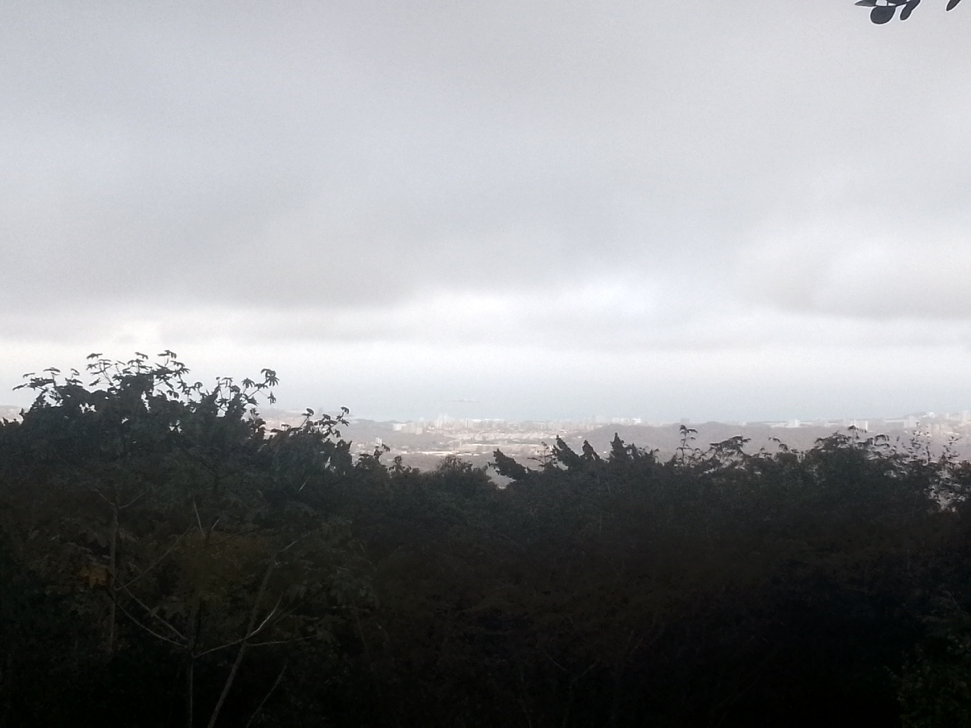 Overcast cityscape viewed through dense forest in Las Piedras