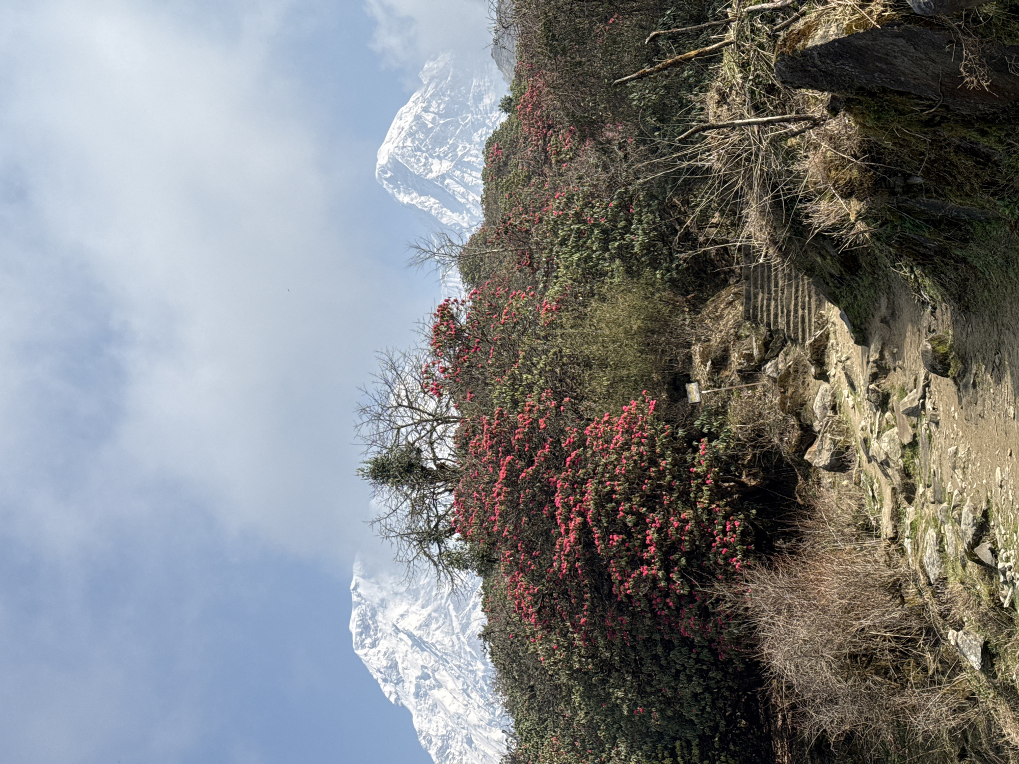 Spring rhododendron bloom documented across Nepal mountain villages