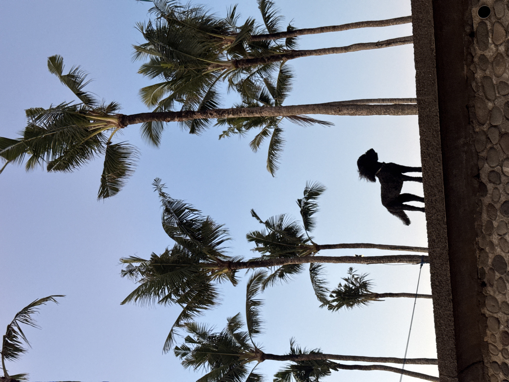 Barefoot beach walk captured alongside dog in Cemagi Indonesia
