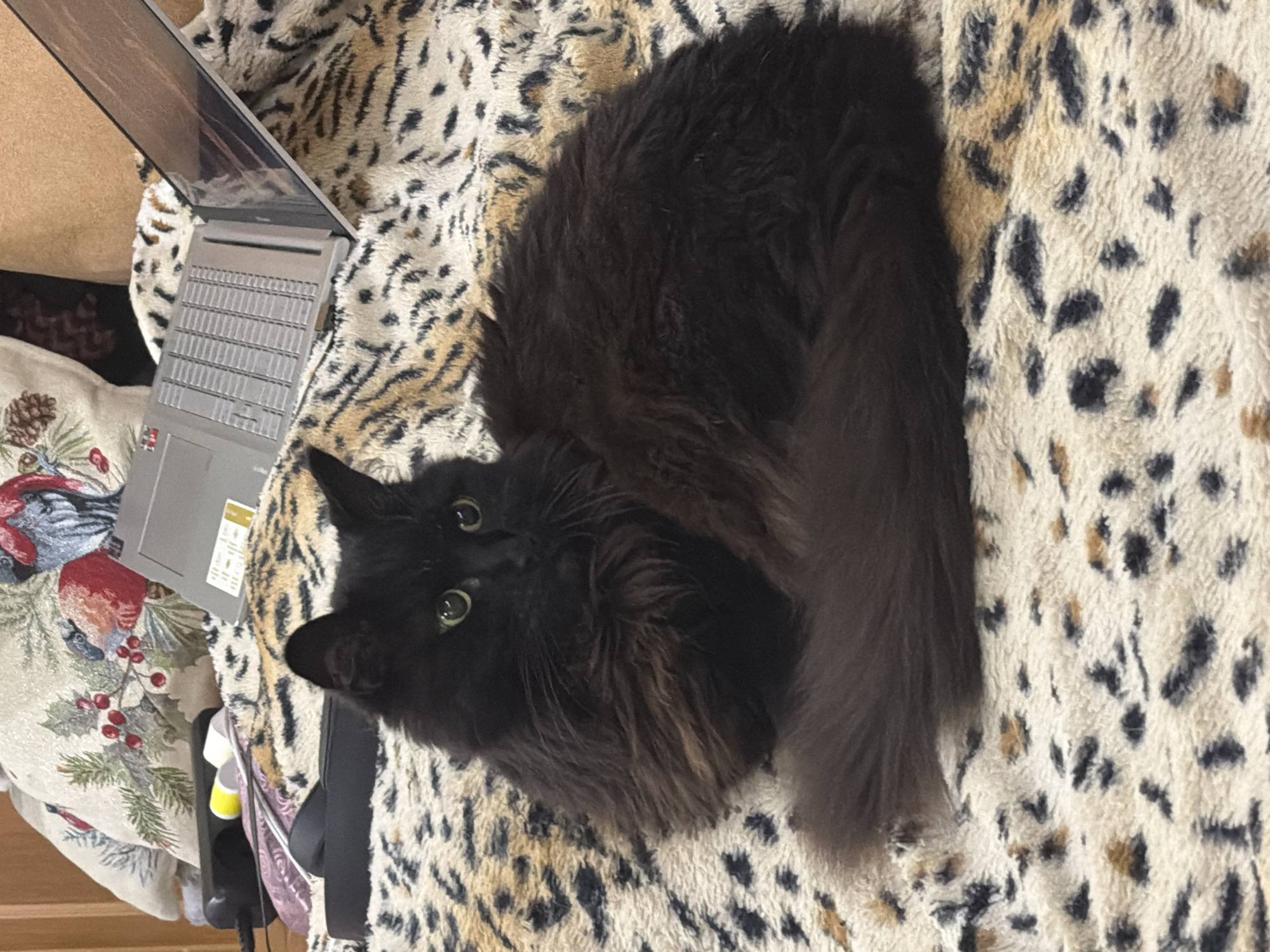 Cat and dog lounging together on a leopard-print couch
