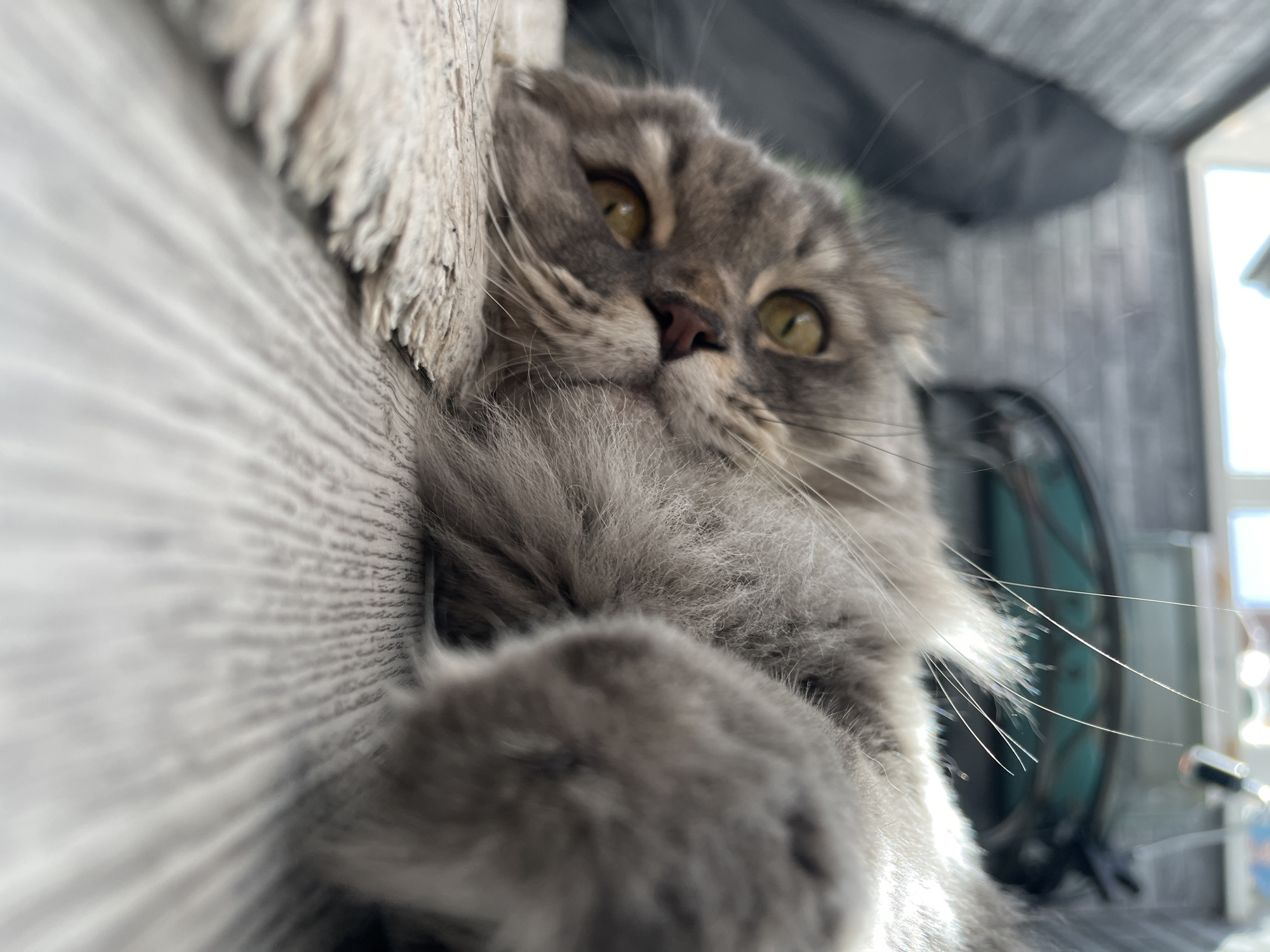 Cats, a turtle, and a lighthouse — an eclectic snapshot