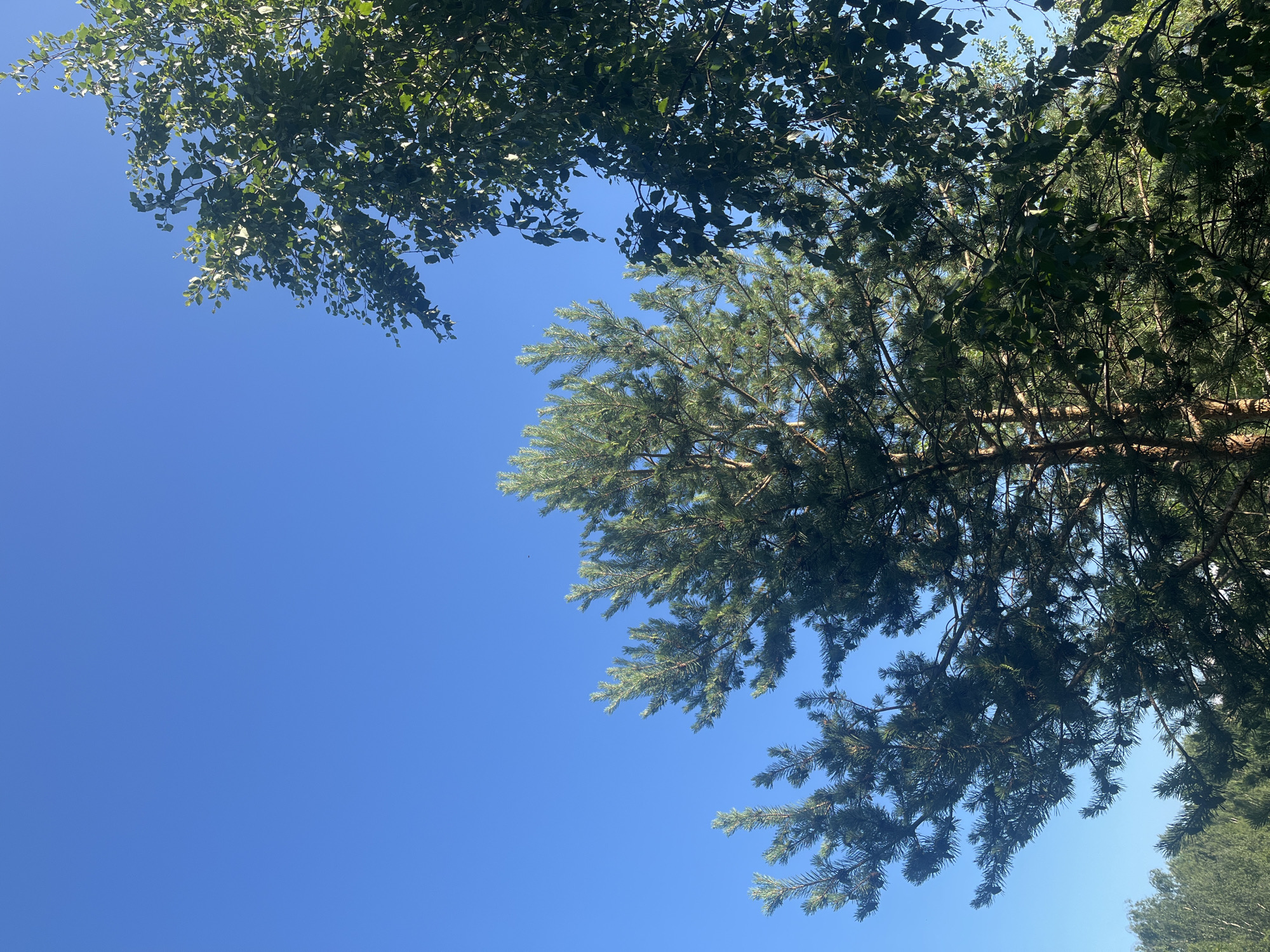 Sunny day in a pine-filled park, candid scenes and details