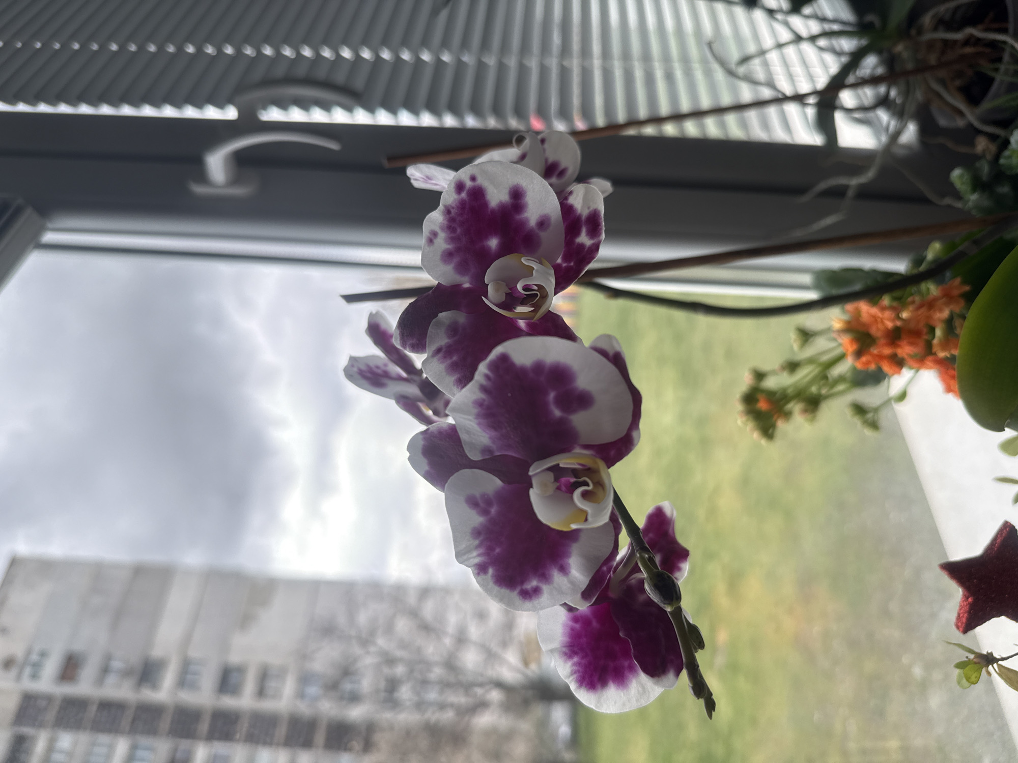 Purple orchid blooms by window in Sofia apartment