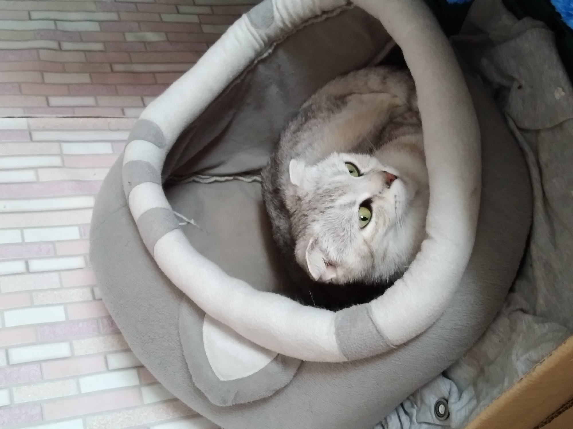 Selfies and silver Scottish Fold cats on a quiet morning