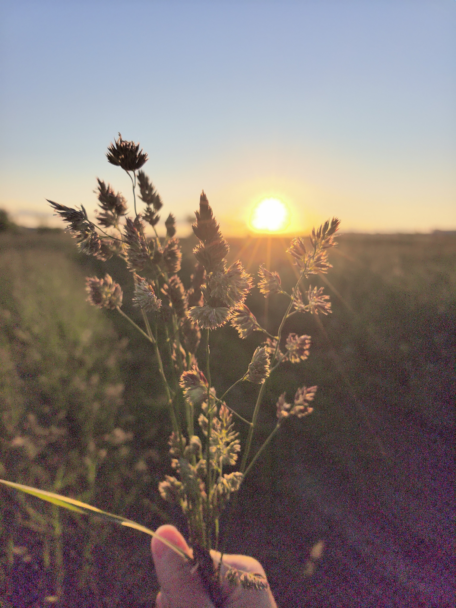 Person captures sunset moments in Russian field with grass, paper airplane
