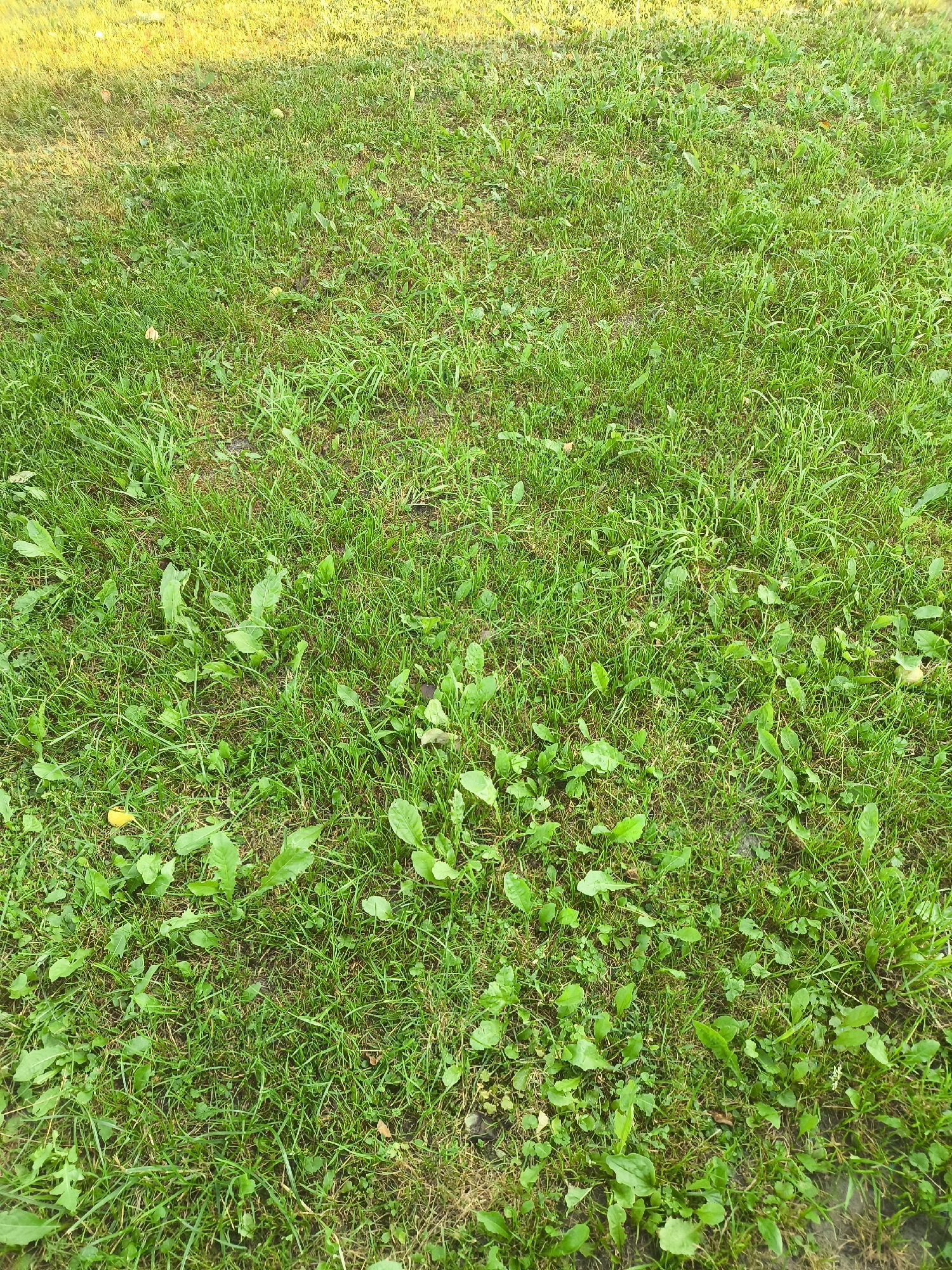 Garden walkthrough: flowers, weeds, grass, and fruit in bloom