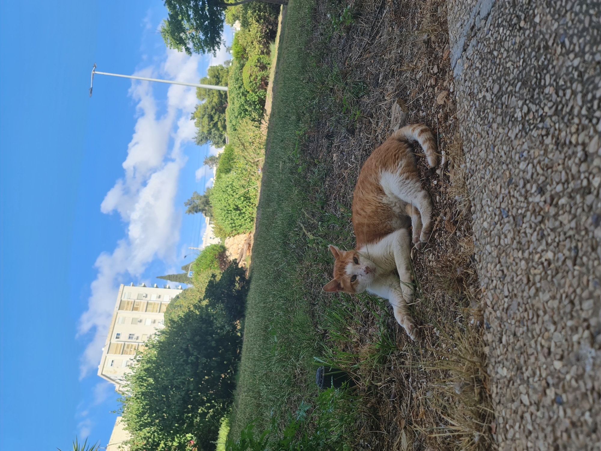 Orange and white cat lounging on a grassy patch in Haifa