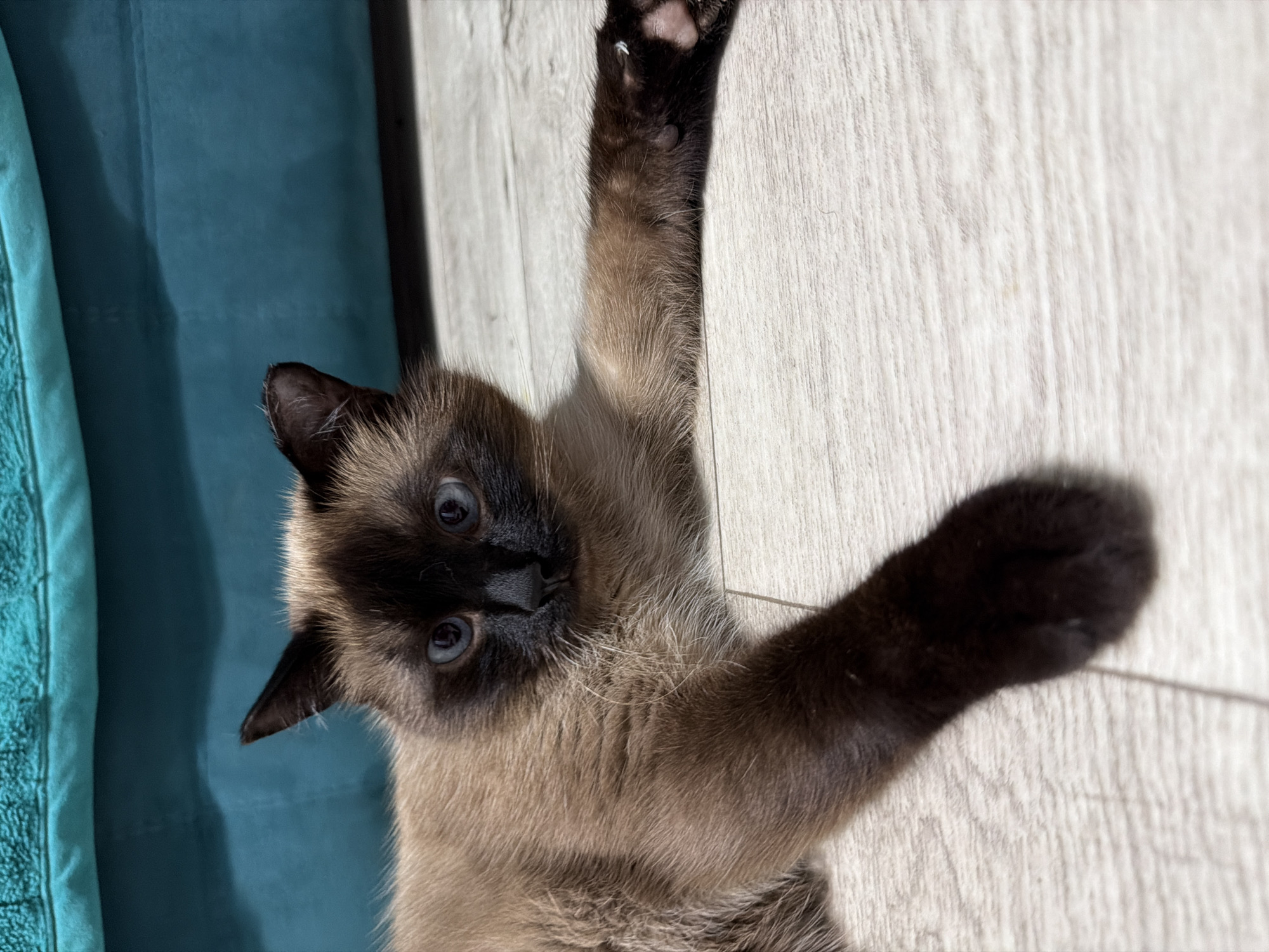 Siamese cat, roses, and tomatoes — a quiet afternoon at home