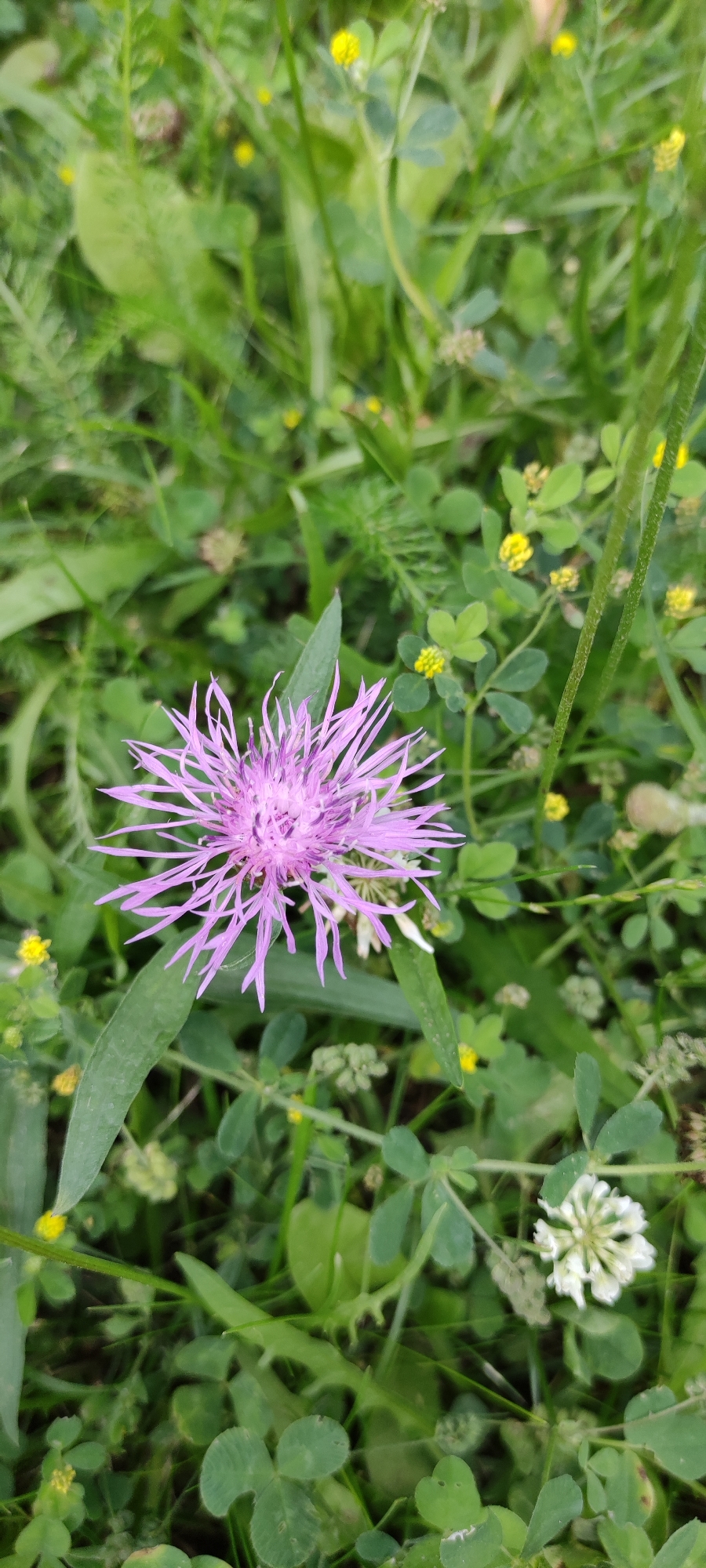 Nature walk in Rosinka: ducks, wildflowers, and a stormy sky
