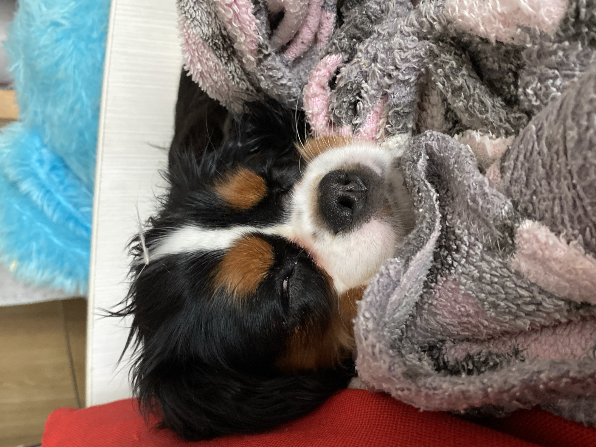 Woman and Cavalier King Charles puppy share quiet Saturday morning
