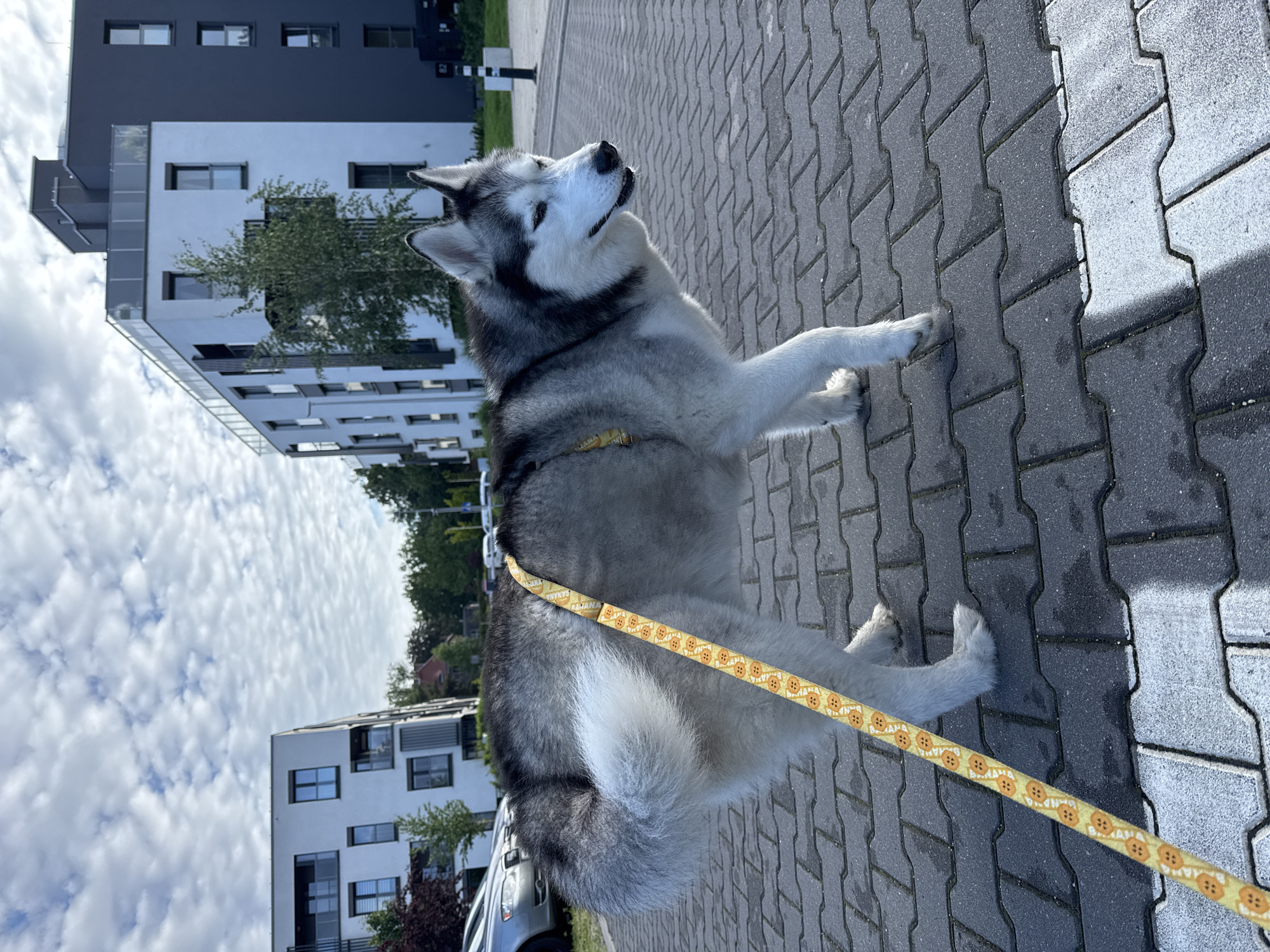 Dog walk and gym visit documented by witness